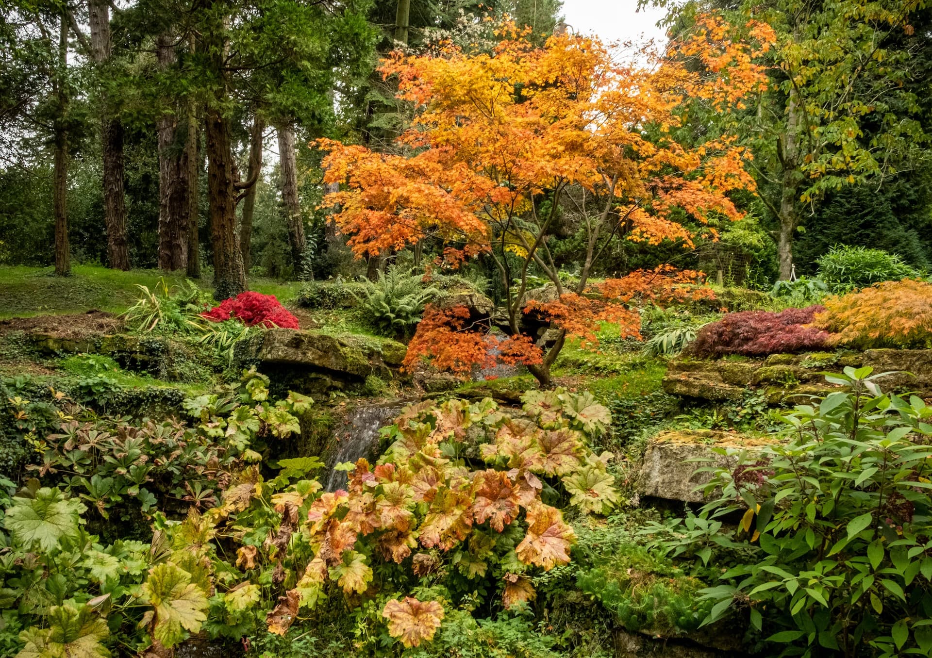 Autumn foliage in Batsford Arboretum with orange maple, red plants, and small waterfall.