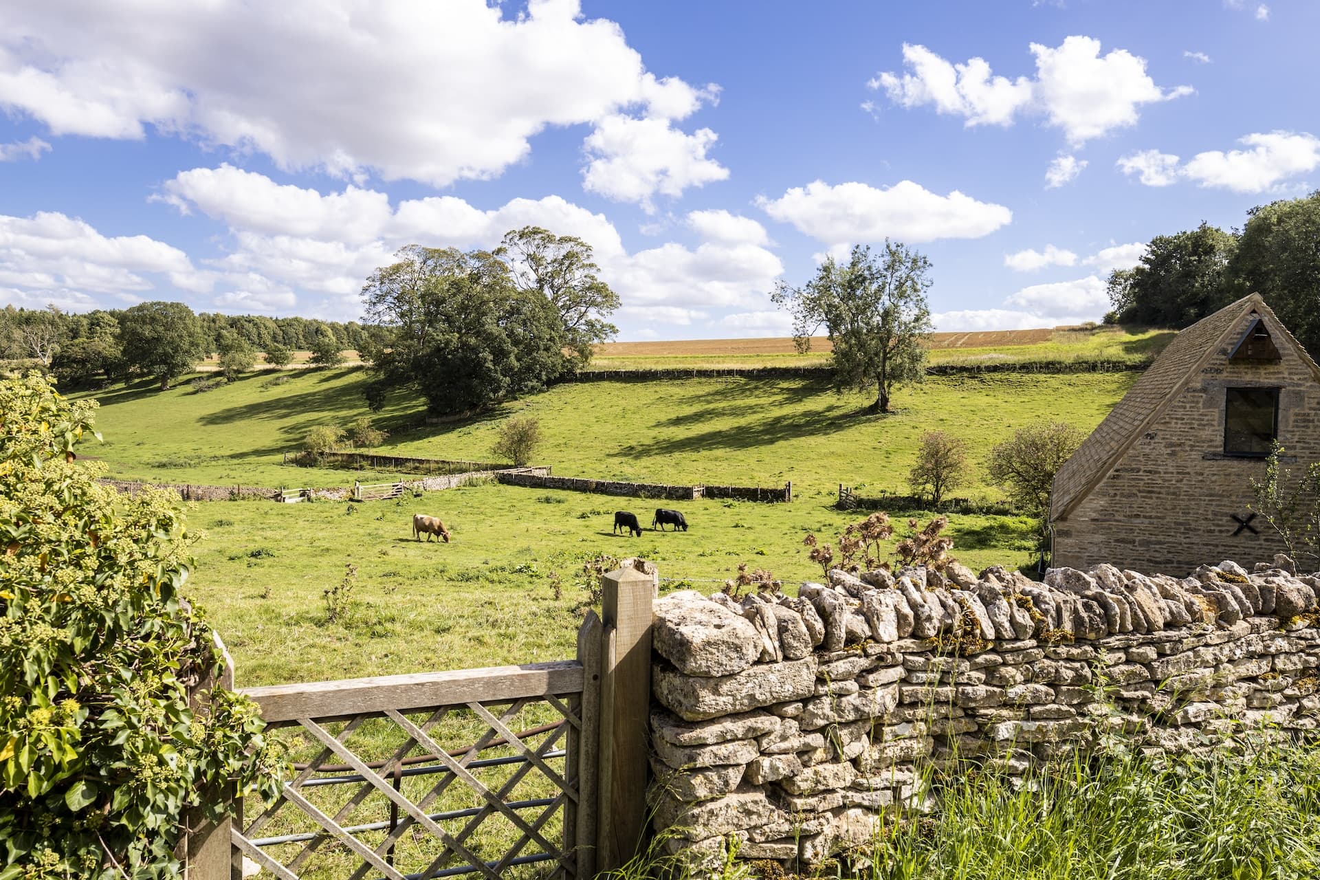 Cows grazing in green fields near a stone barn and dry stone wall in the Cotswolds.