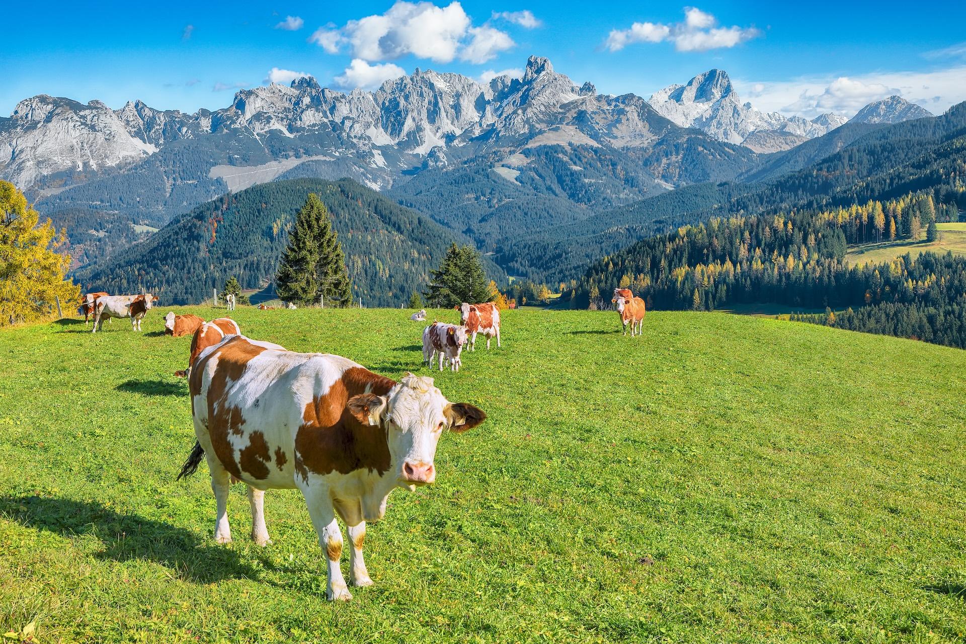 Salzburger Almenweg Highlights: Obertauern to Werfen