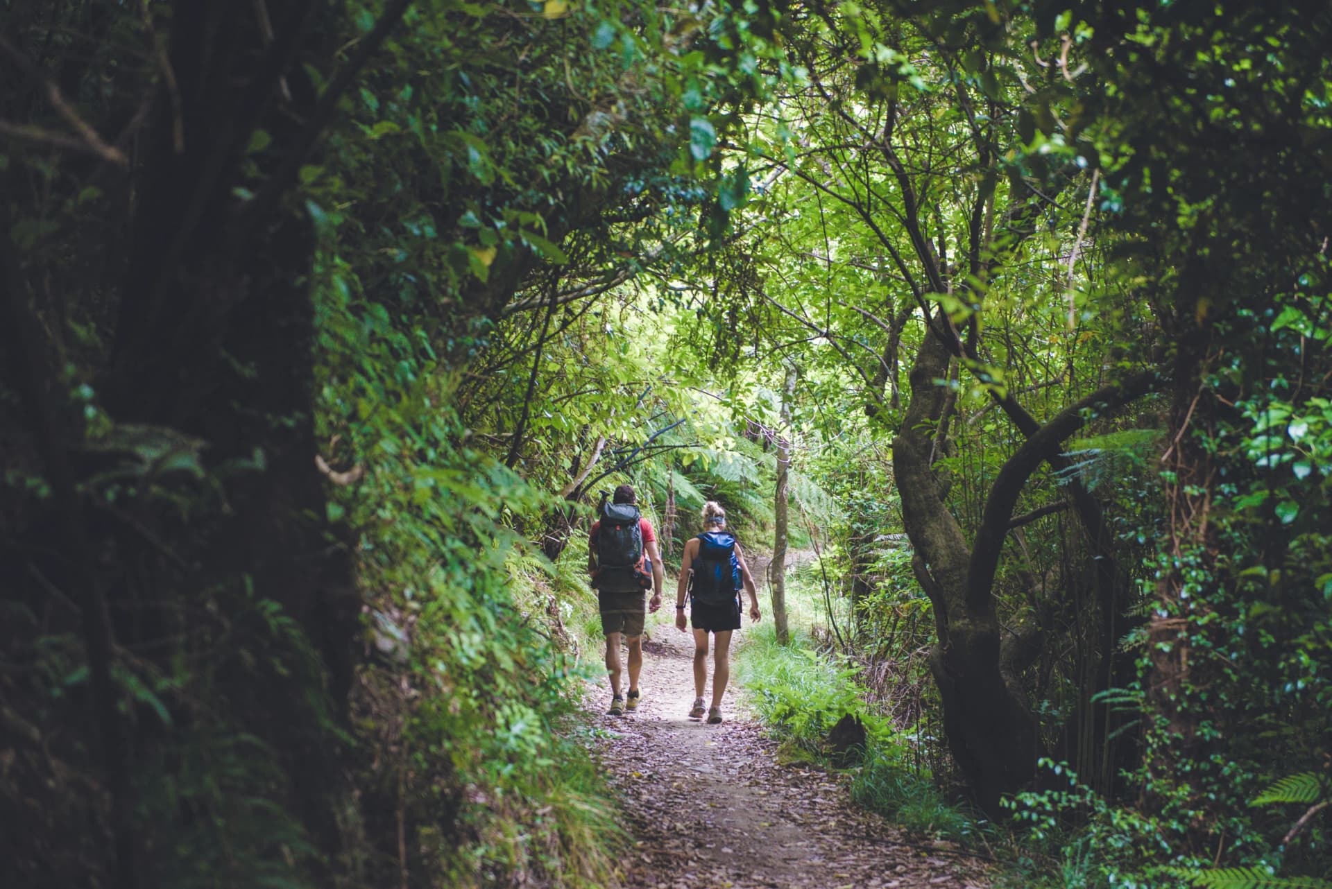 Walkers in the bush on the Queen Charlotte Track