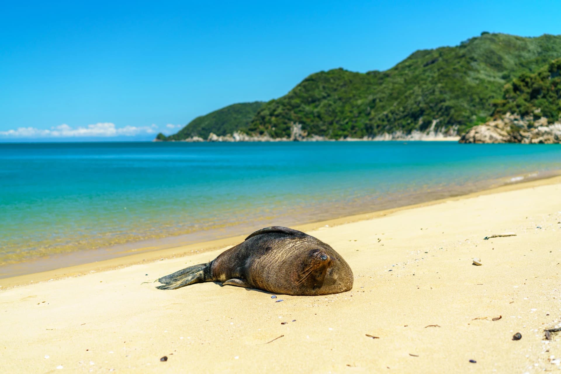 seal on a beach, abel tasman national park, new zealand 2