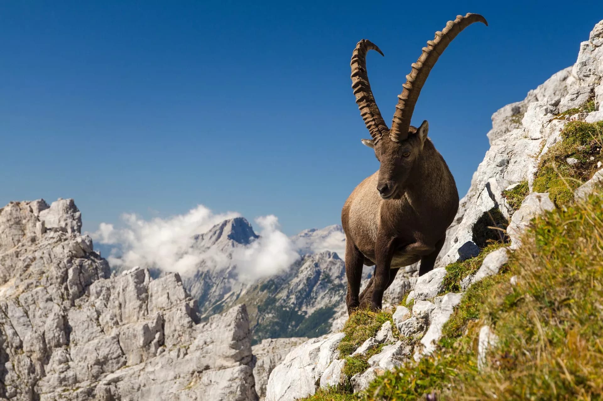 chamoix in julian alps