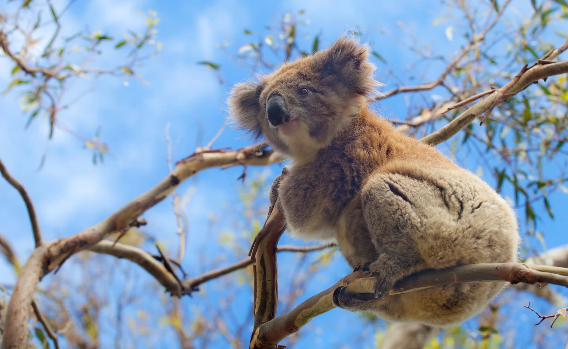 Koala in the Otways