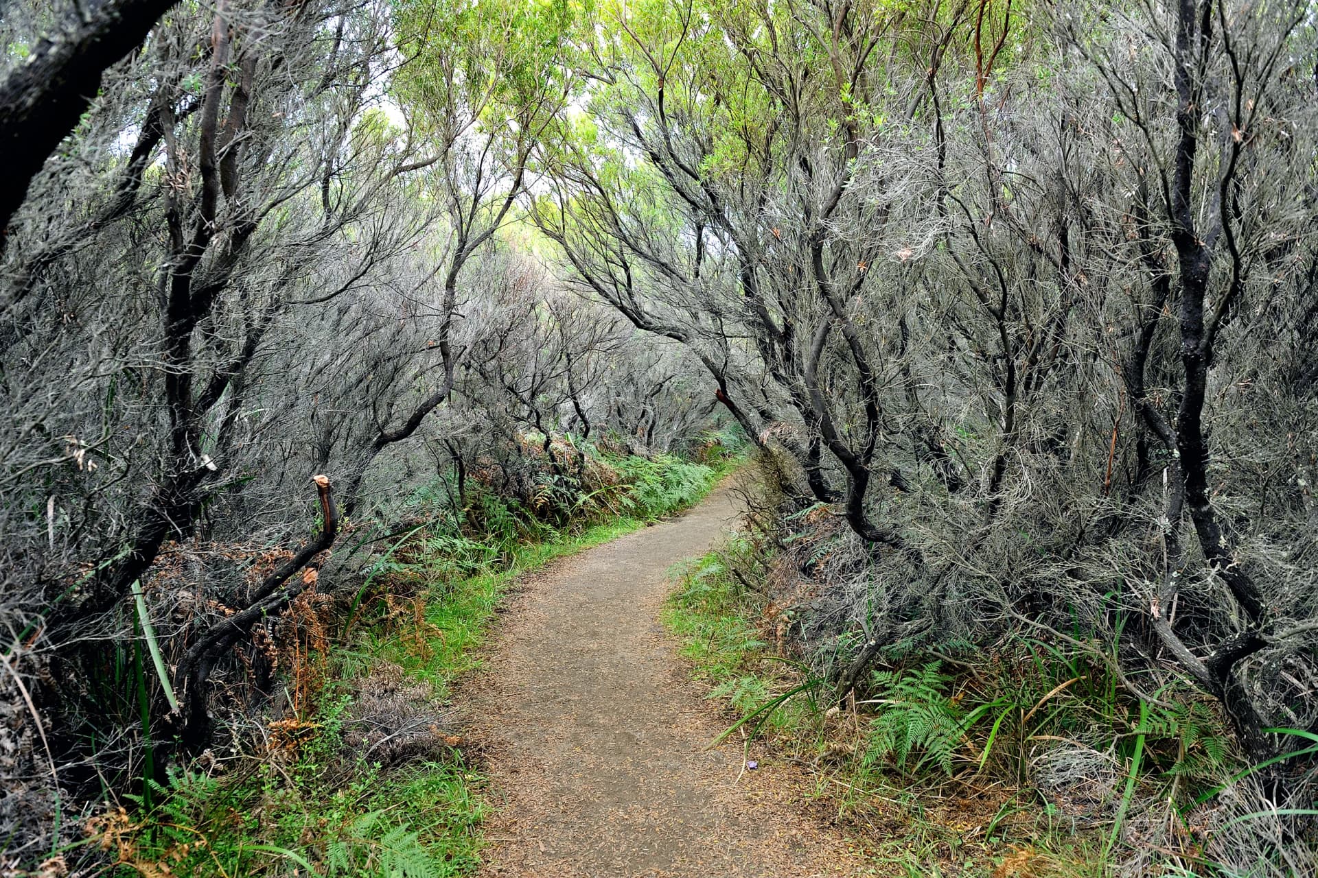 Path through coastal scrub at Cape Otway