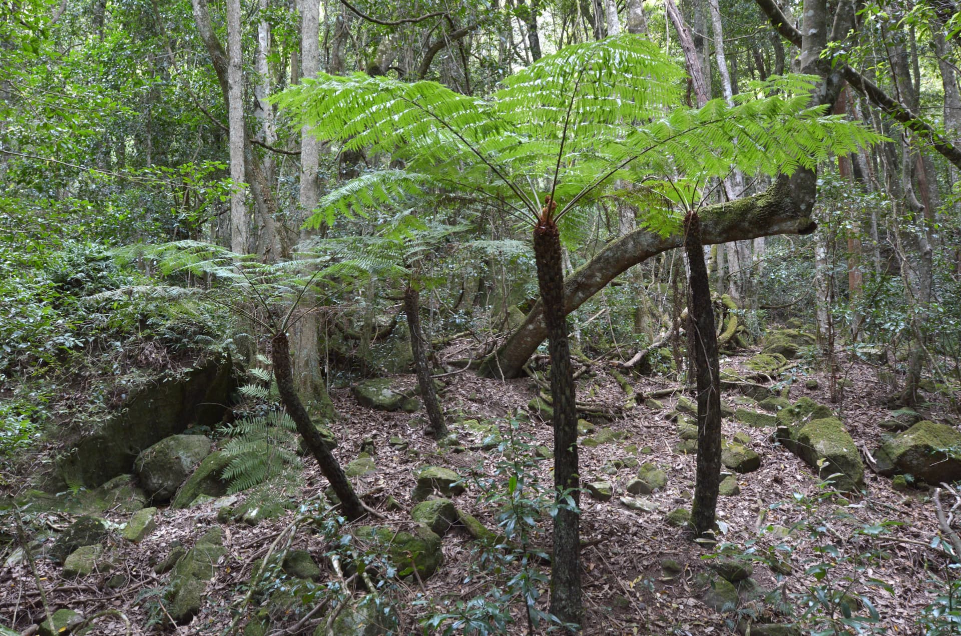 Tree fern in the Jamison Valley rainforest