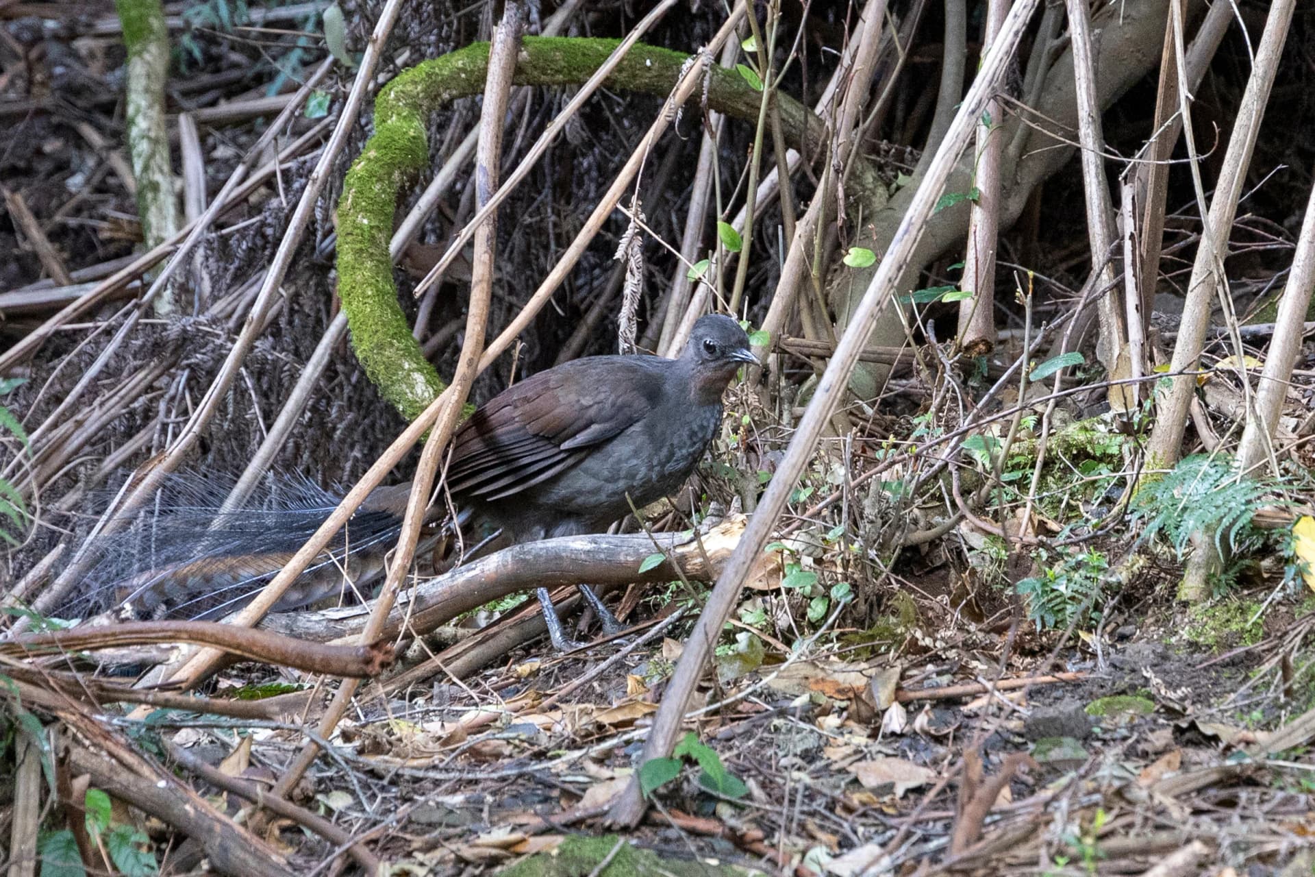 Superb lyrebird in the Blue Mountains
