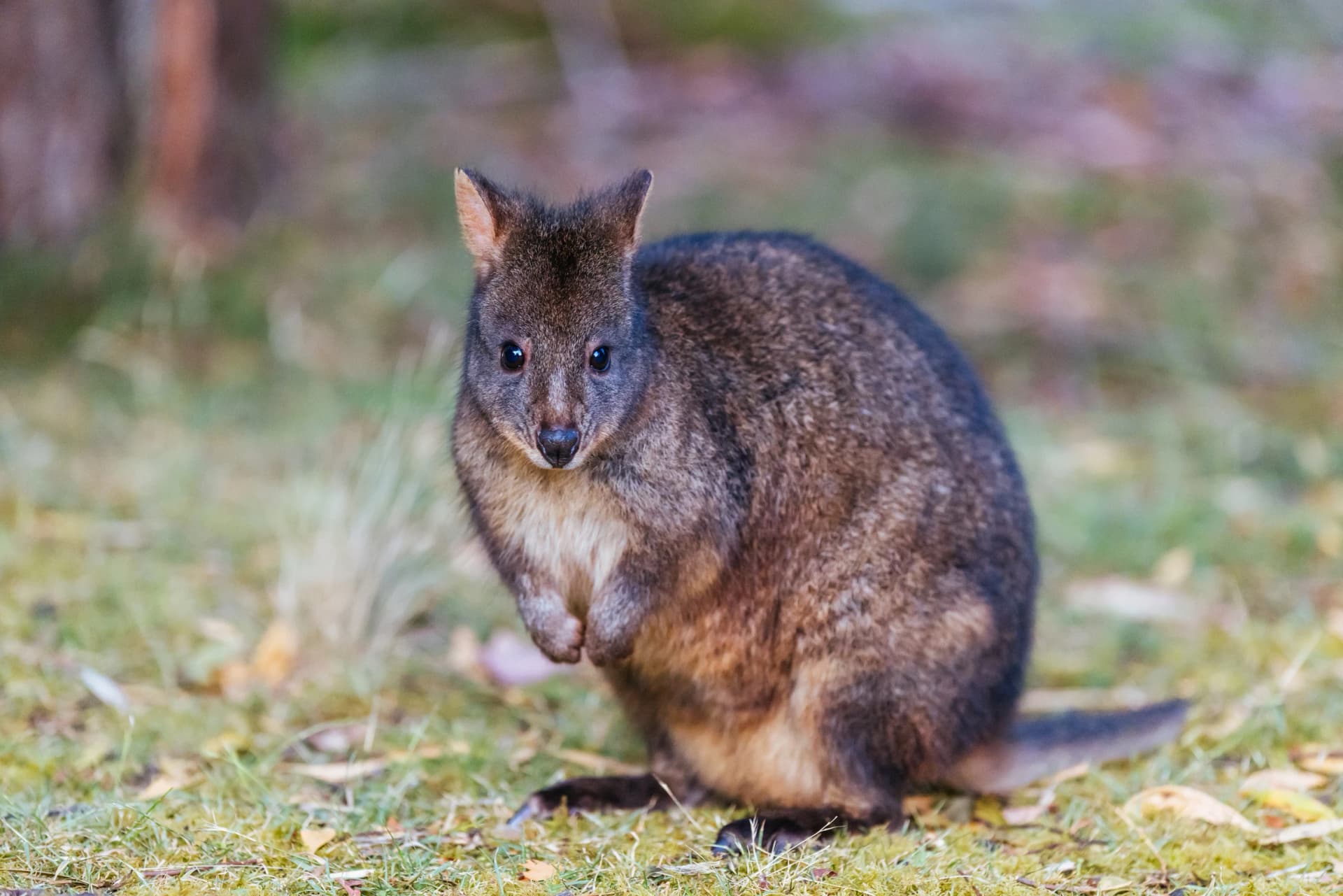 Tasmanian pademelon