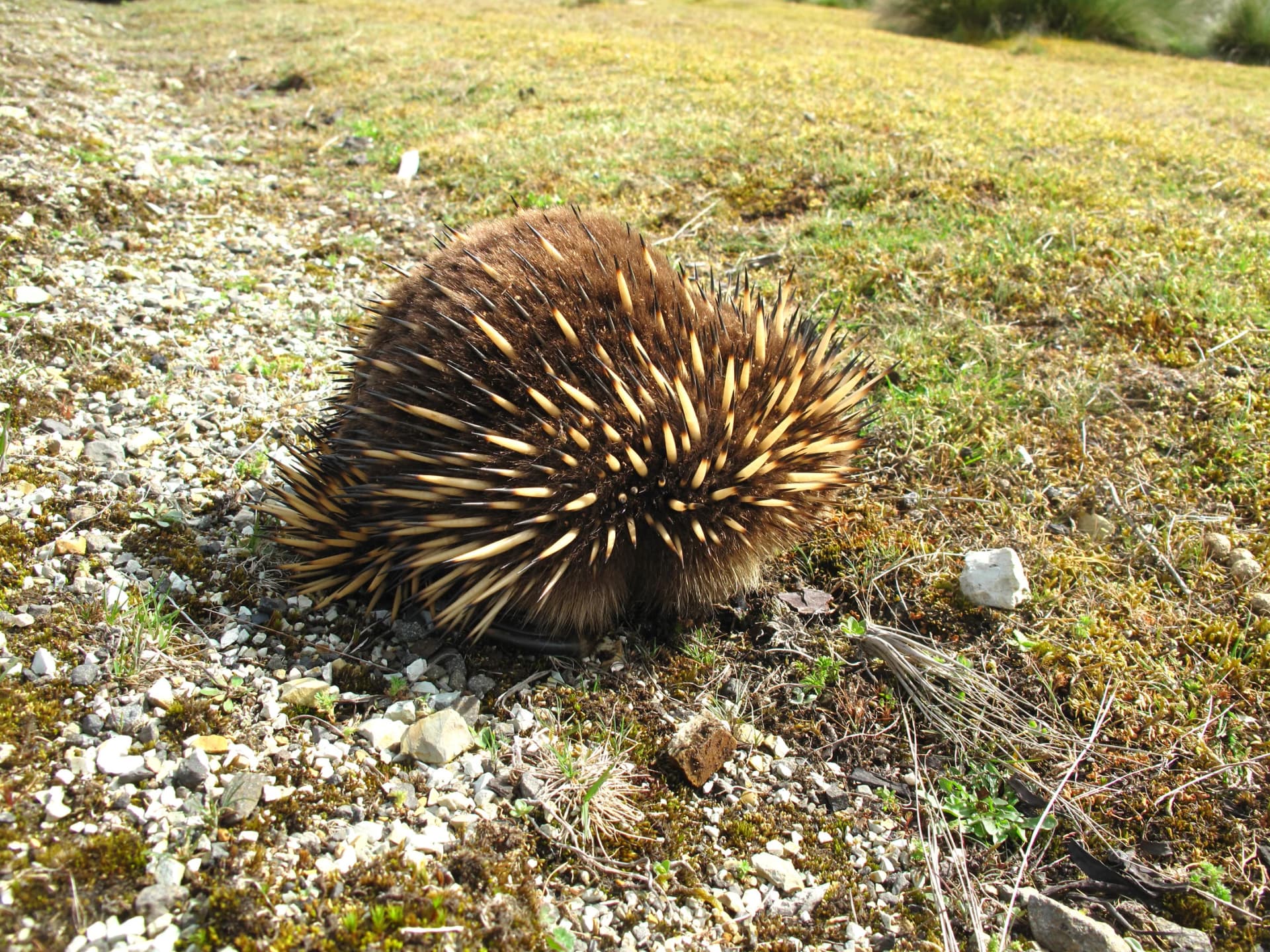 Echidna in Tasmania