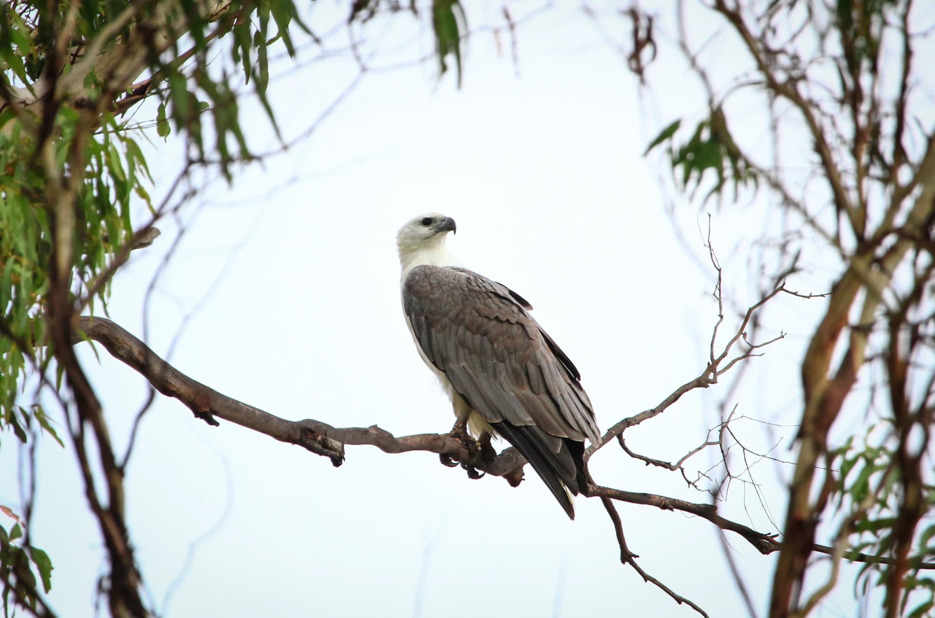 White-bellied sea eagle