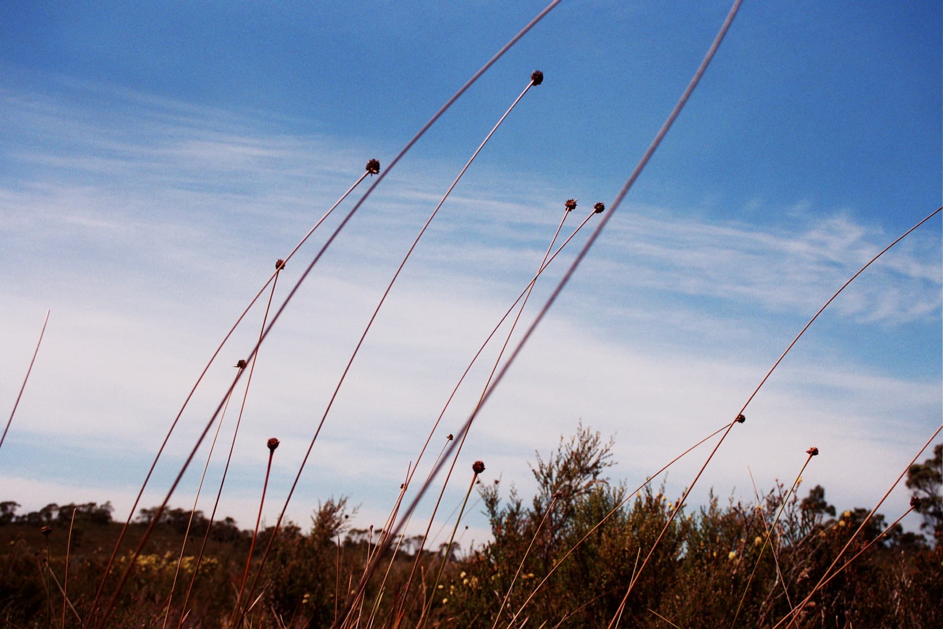 Coastal heath in Tasmania