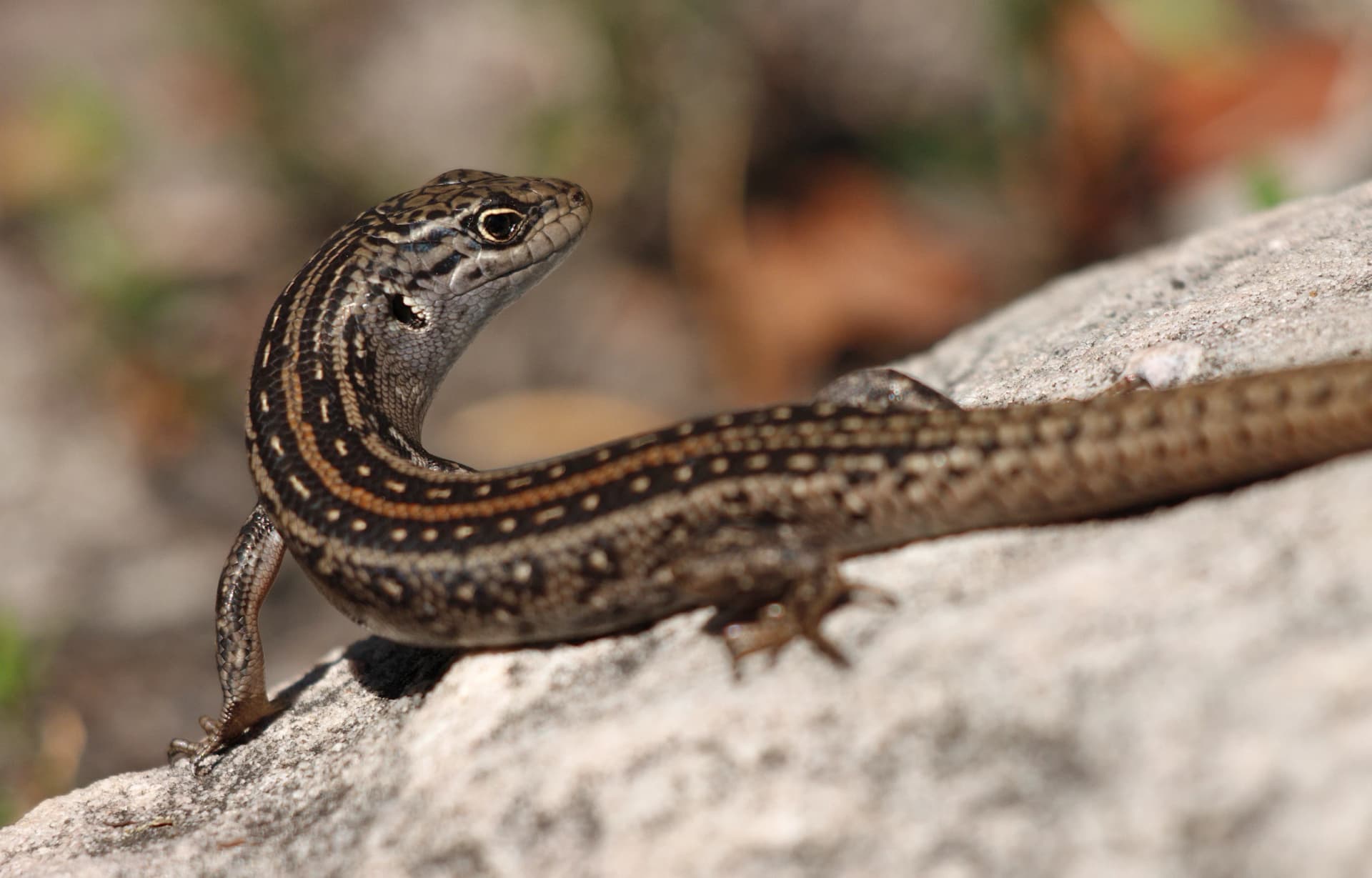 White's skink on the rocks of Mount Rosea