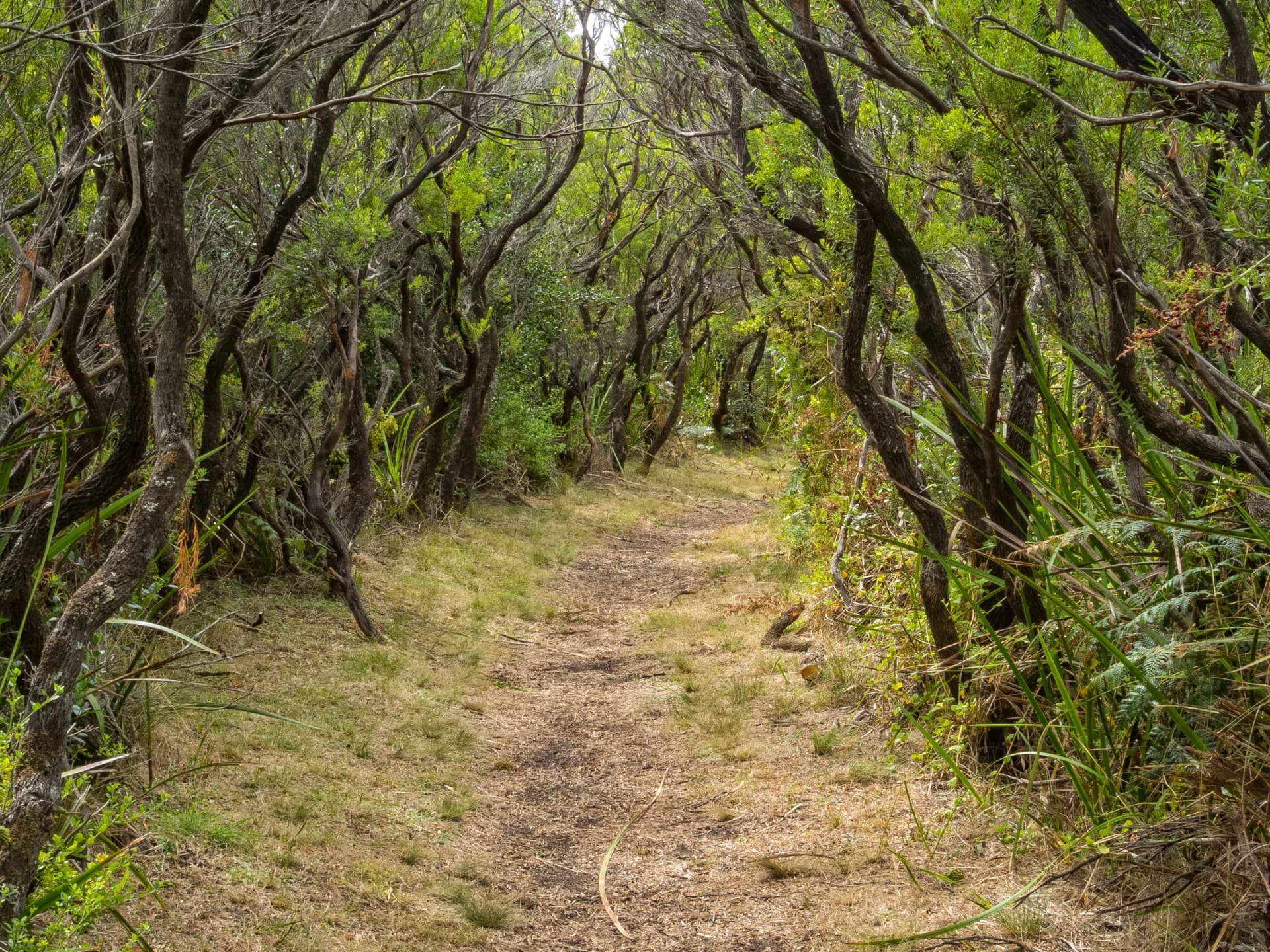 Track above Station Beach