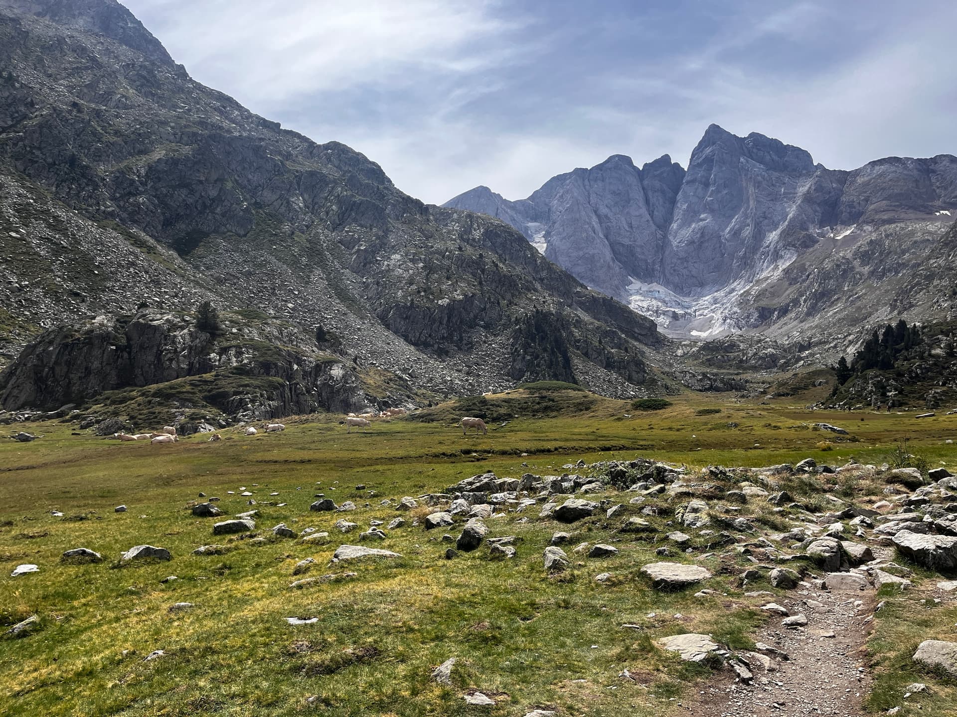 Rocky valley with grazing cows and towering alpine peak in the background