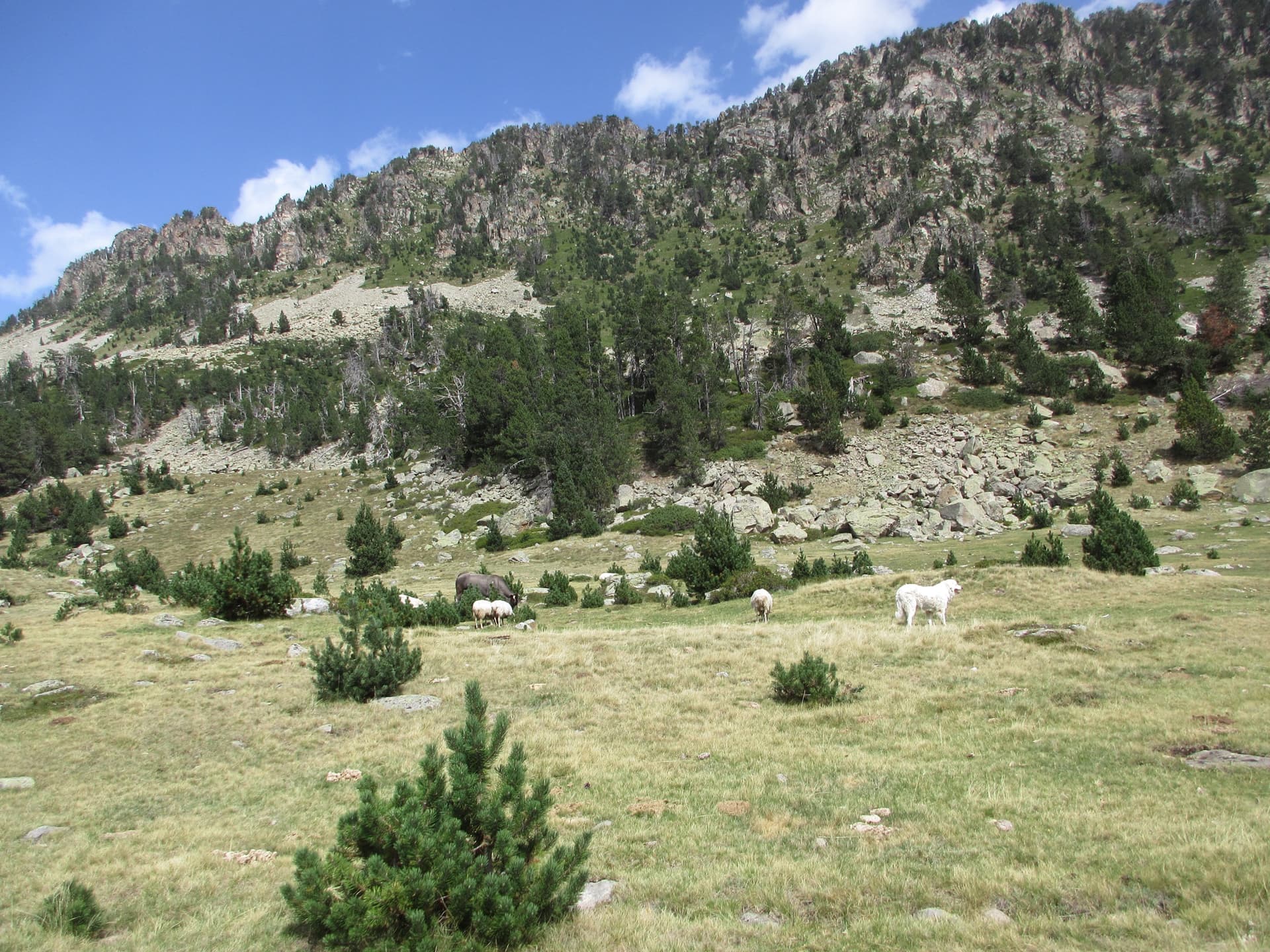 Sheep grazing on alpine meadow dotted with pine trees beneath mountain peaks