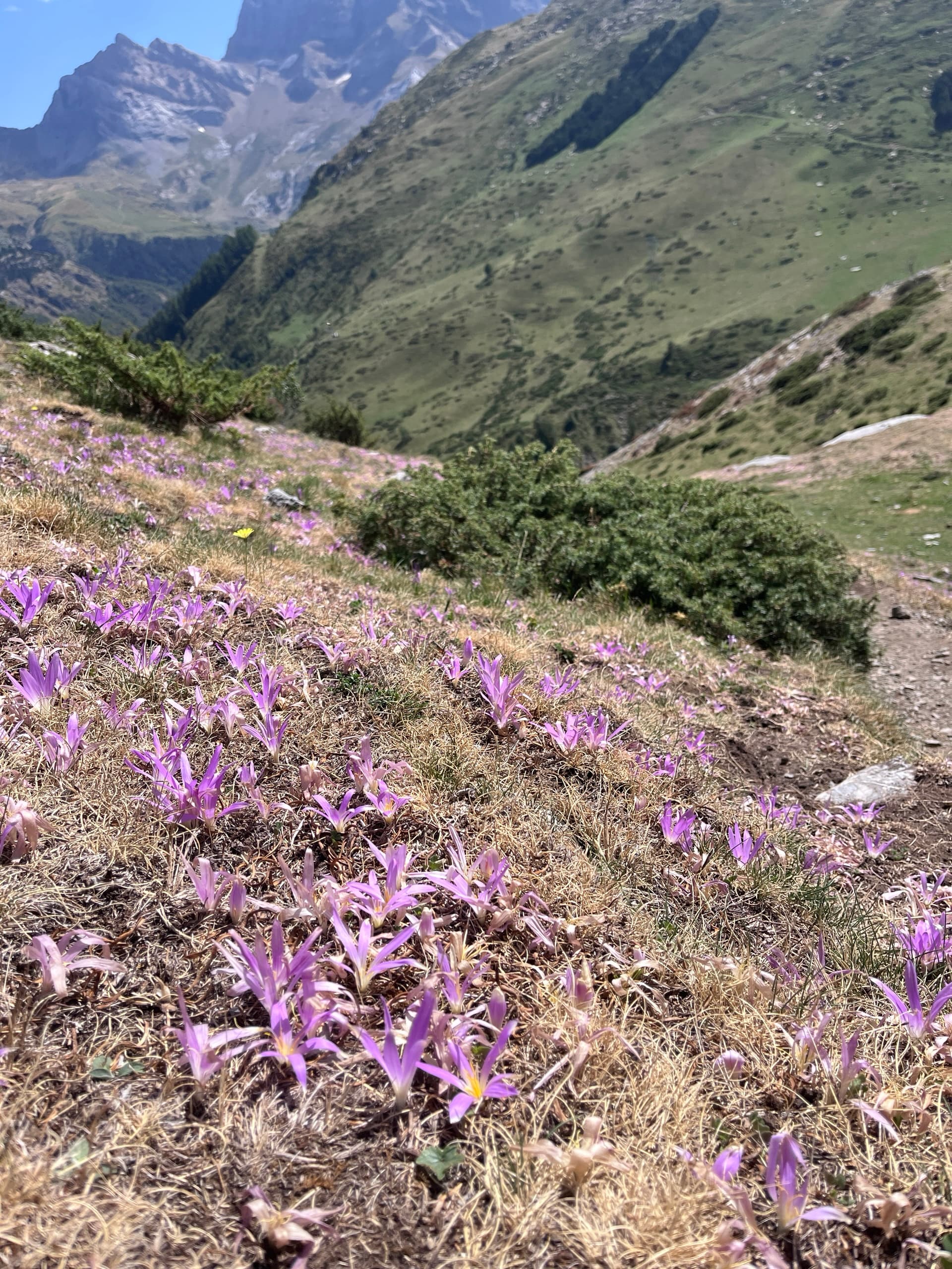 Purple autumn crocuses blooming on alpine mountain slope above a valley