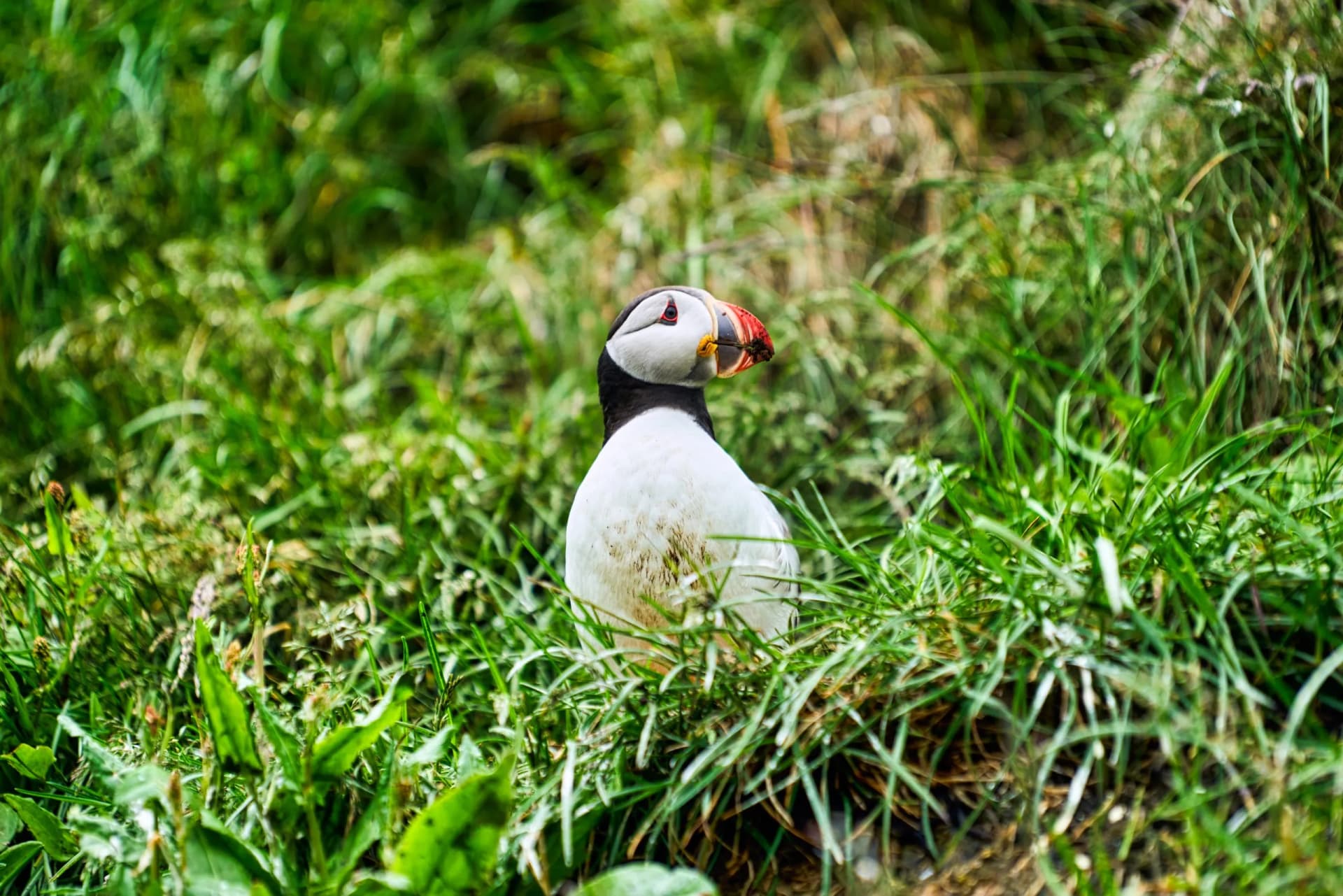 Puffin with colorful beak standing in tall green grass.