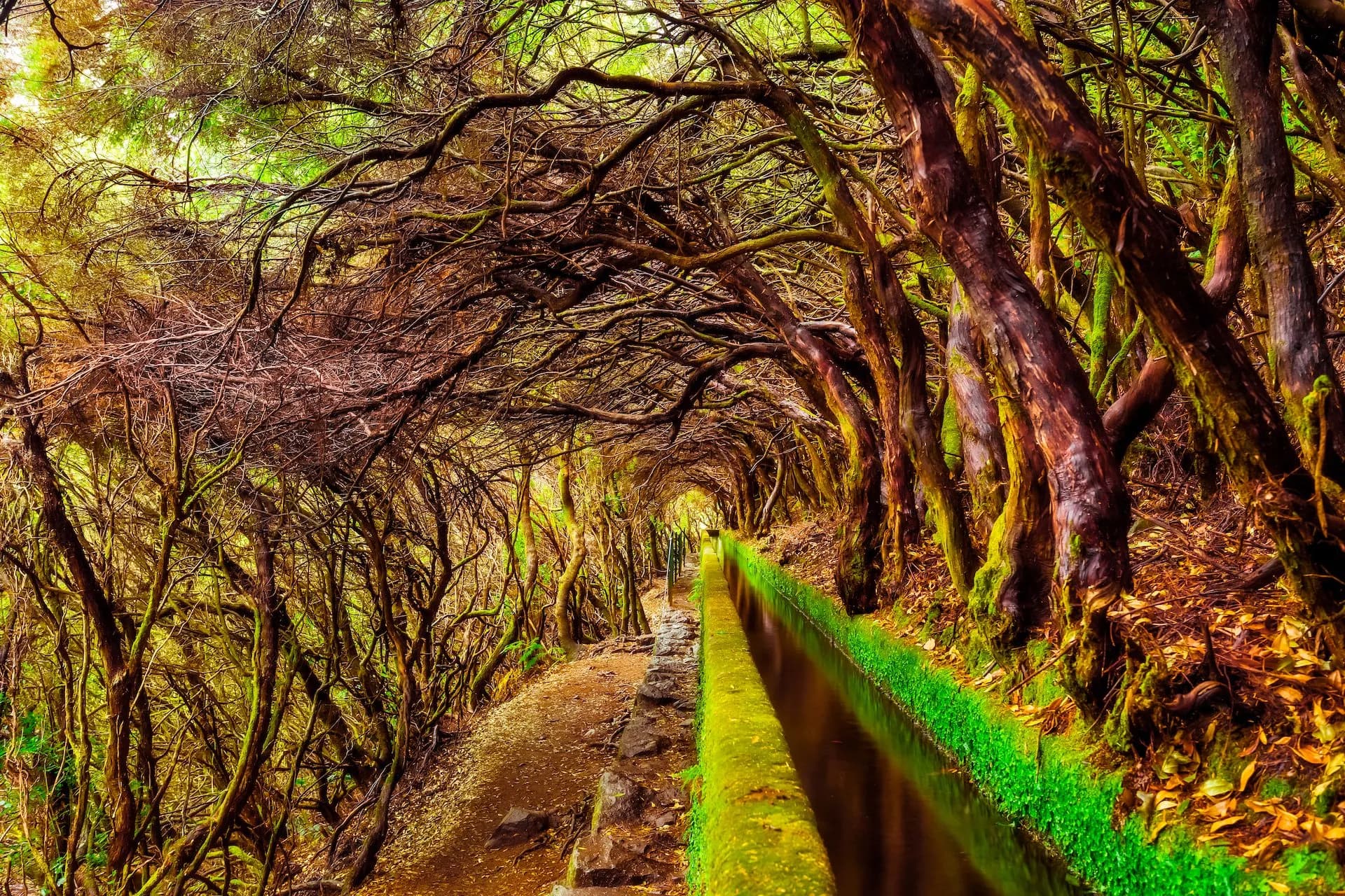 Levada trail in Madeira laurel forest with mossy trees and irrigation channel