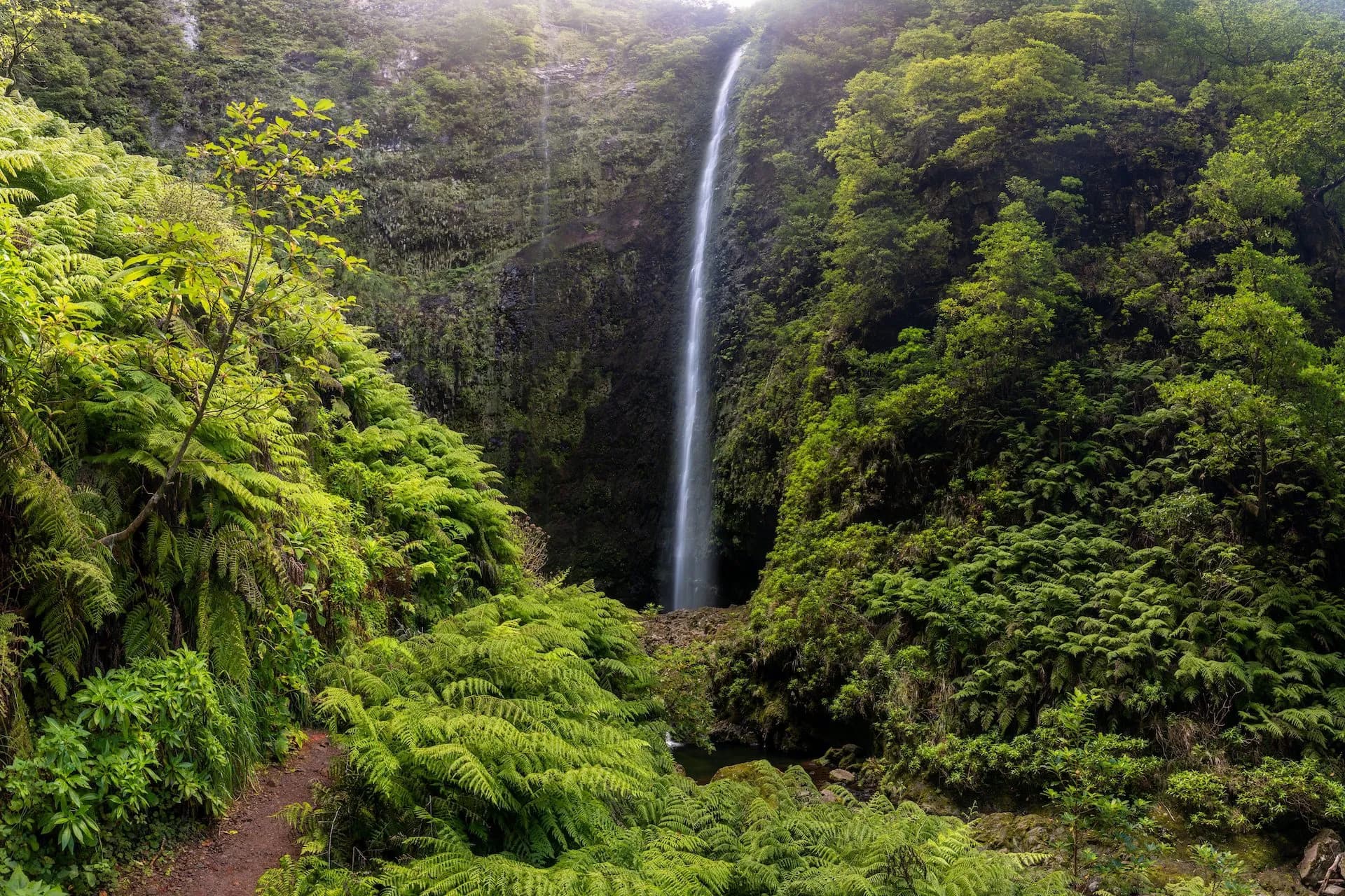 Waterfall in Levada do Caldeirão Verde surrounded by lush green ferns and dense forest foliage.