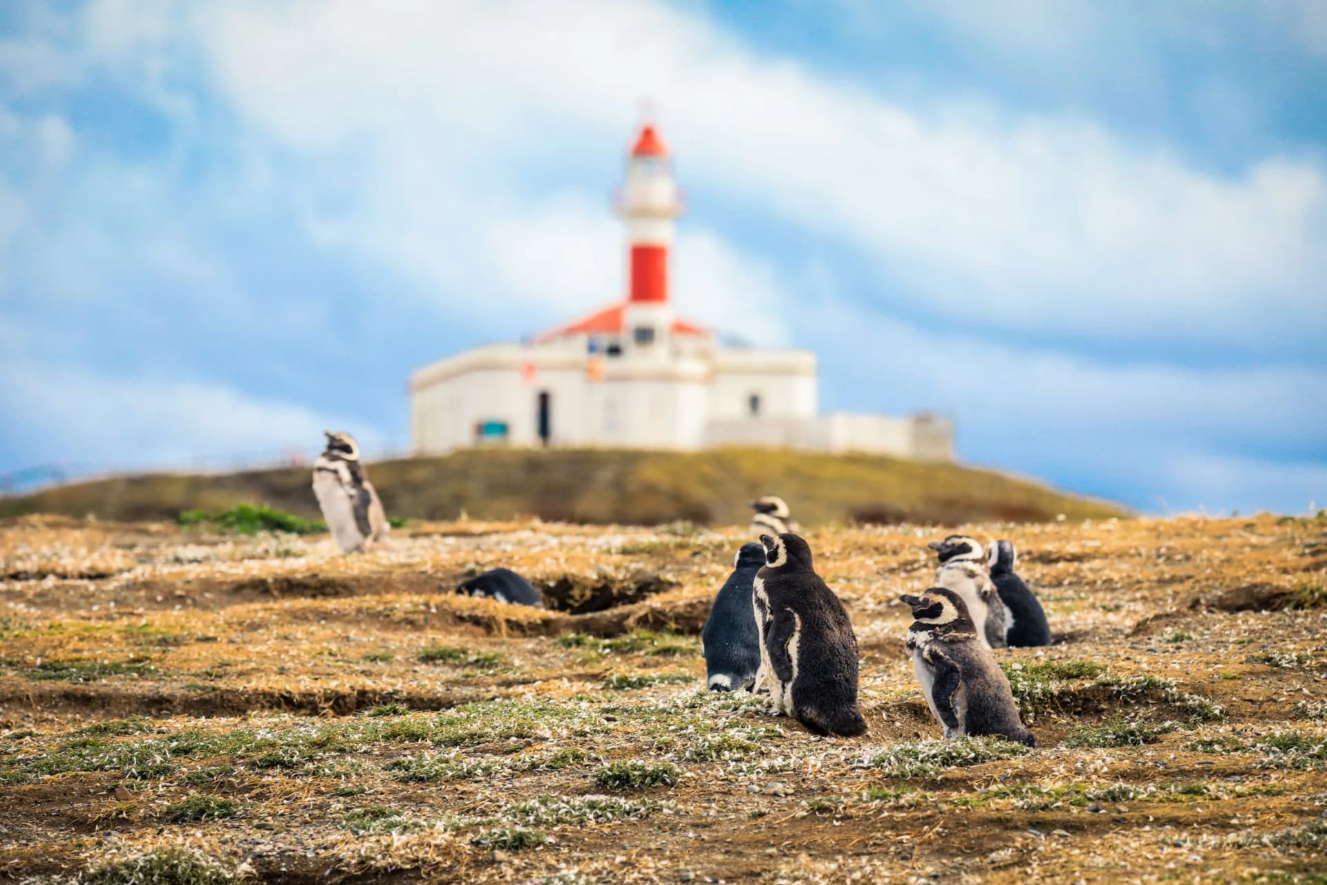 The Magellanic penguins with the Lighthouse of Magdalena Island background, Chile