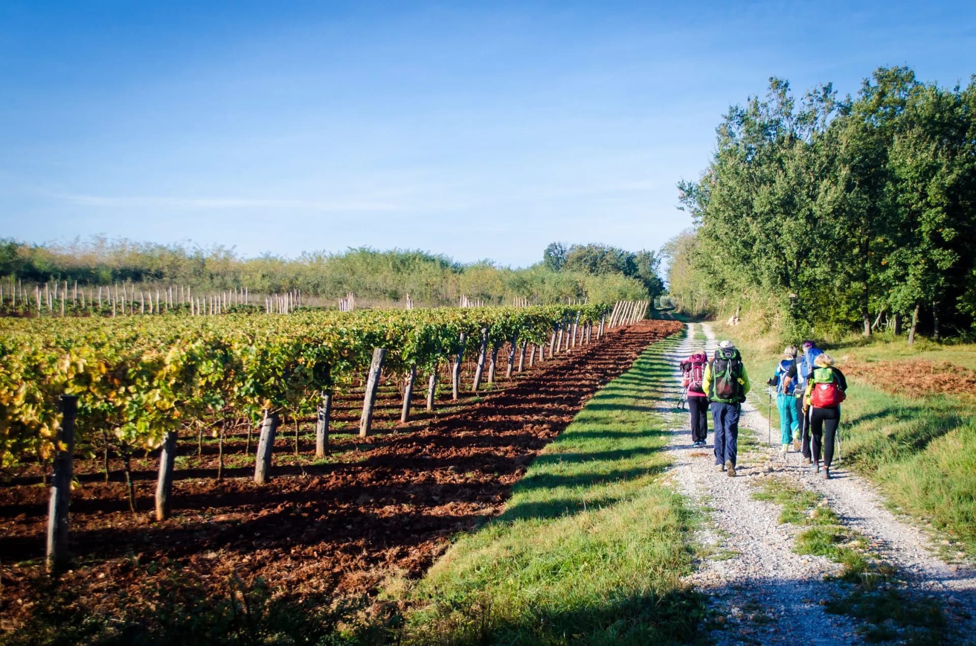 Hikers walking along a gravel path beside a vineyard under a clear blue sky in Istria