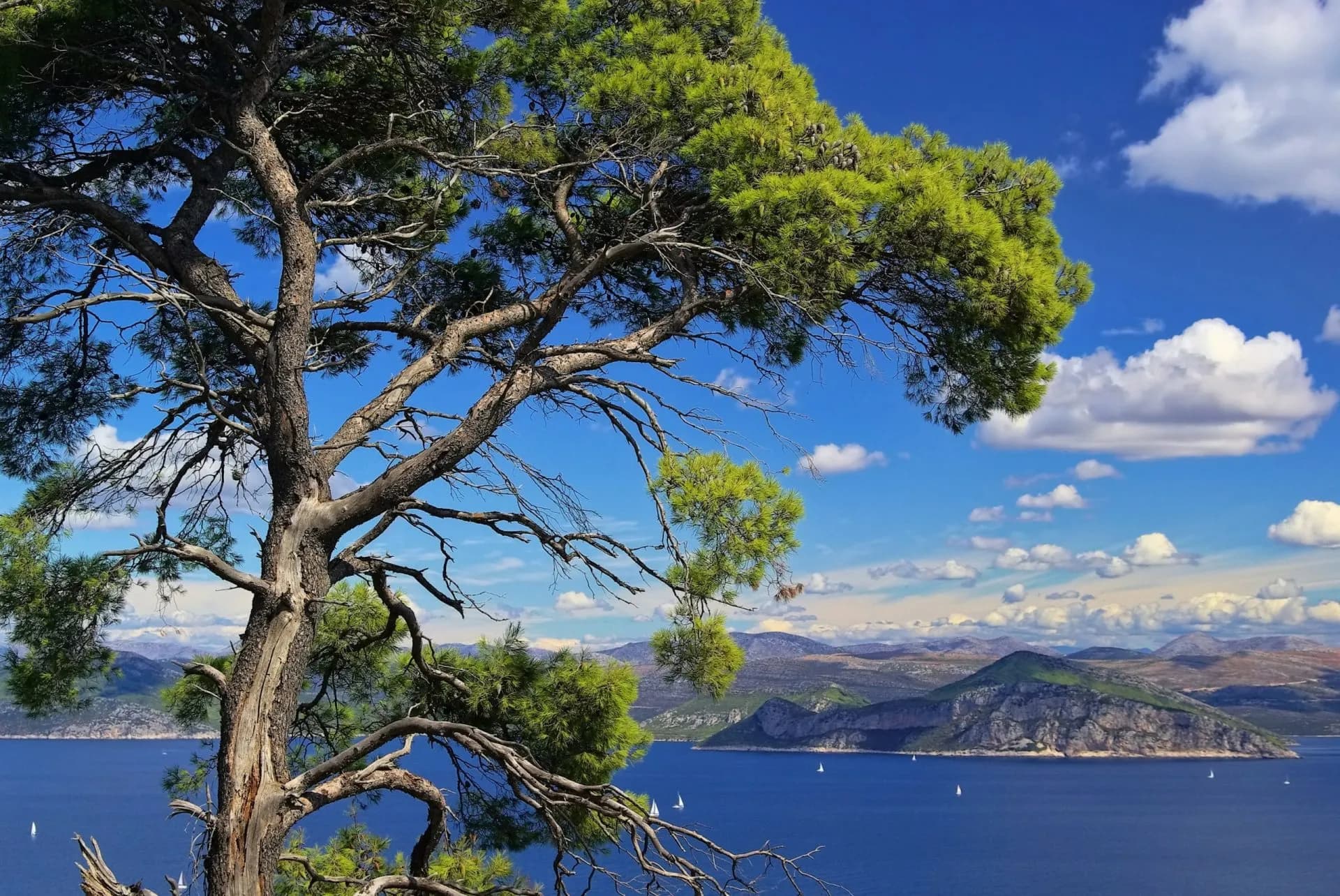 Pine tree framing view of blue sea, islands, and mountains under sunny sky