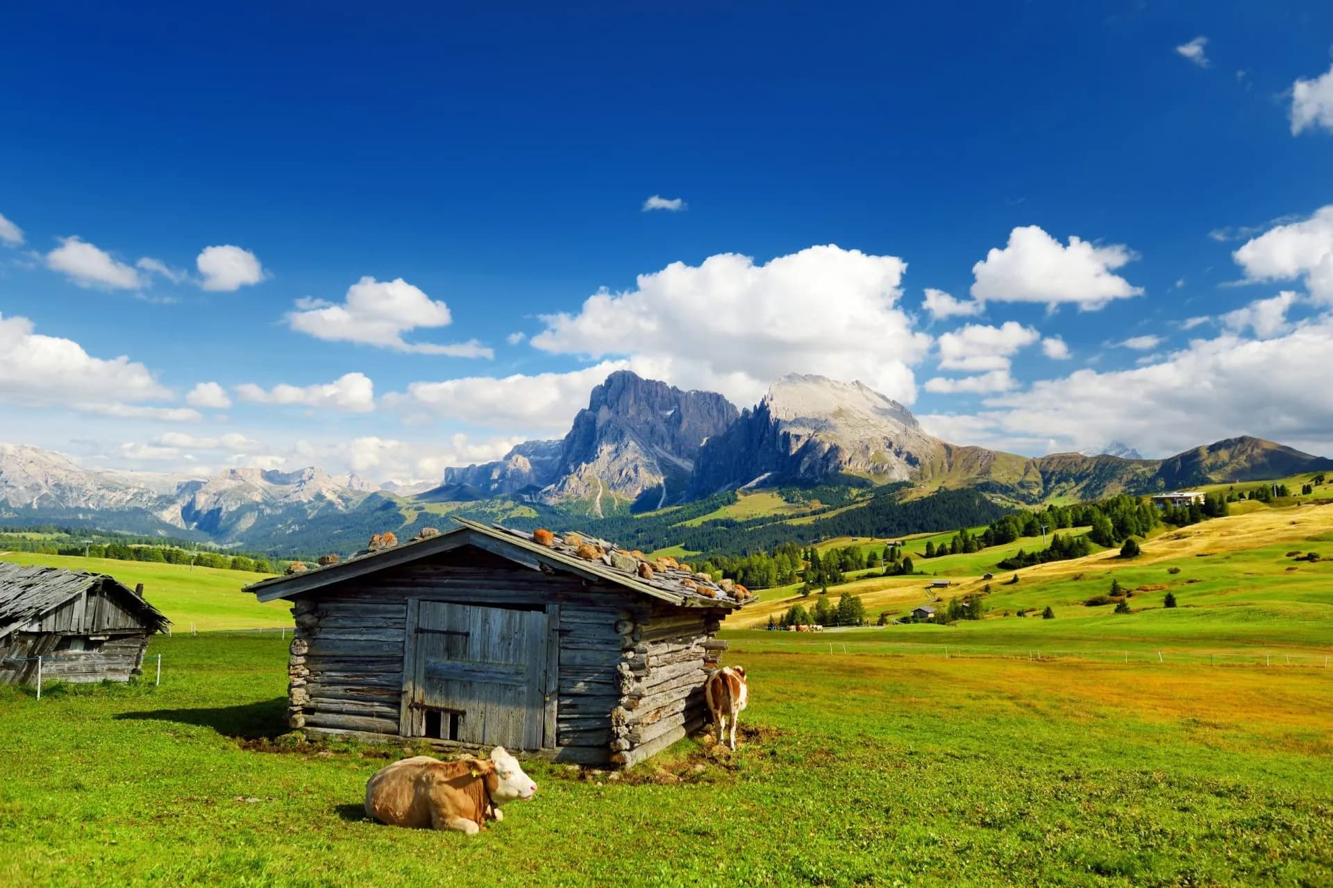 Cows grazing near wooden hut on Seiser Alm with dramatic alpine backdrop.