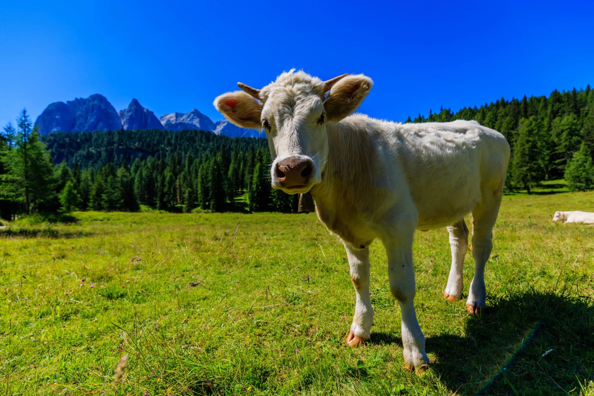 Young white cow in green alpine pasture with forest and mountains under blue sky