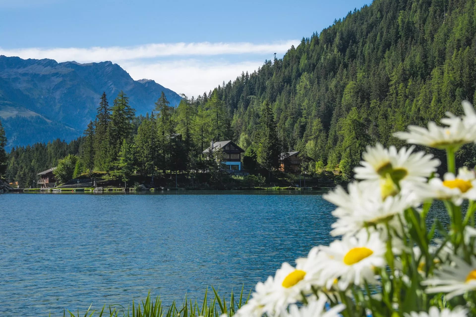 Champex Lake with alpine houses, forest, and daisies in the foreground