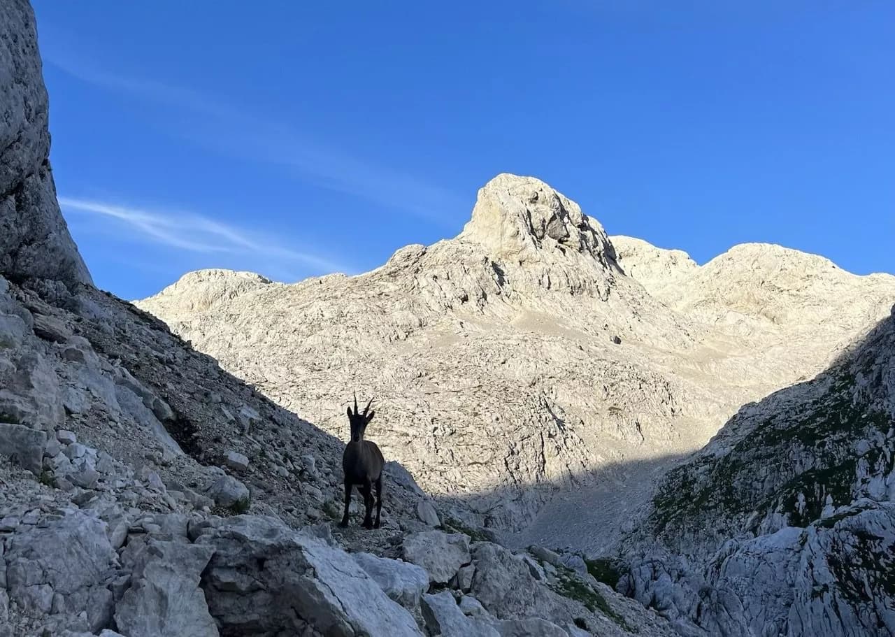 A morning visitor of the Dolic hut