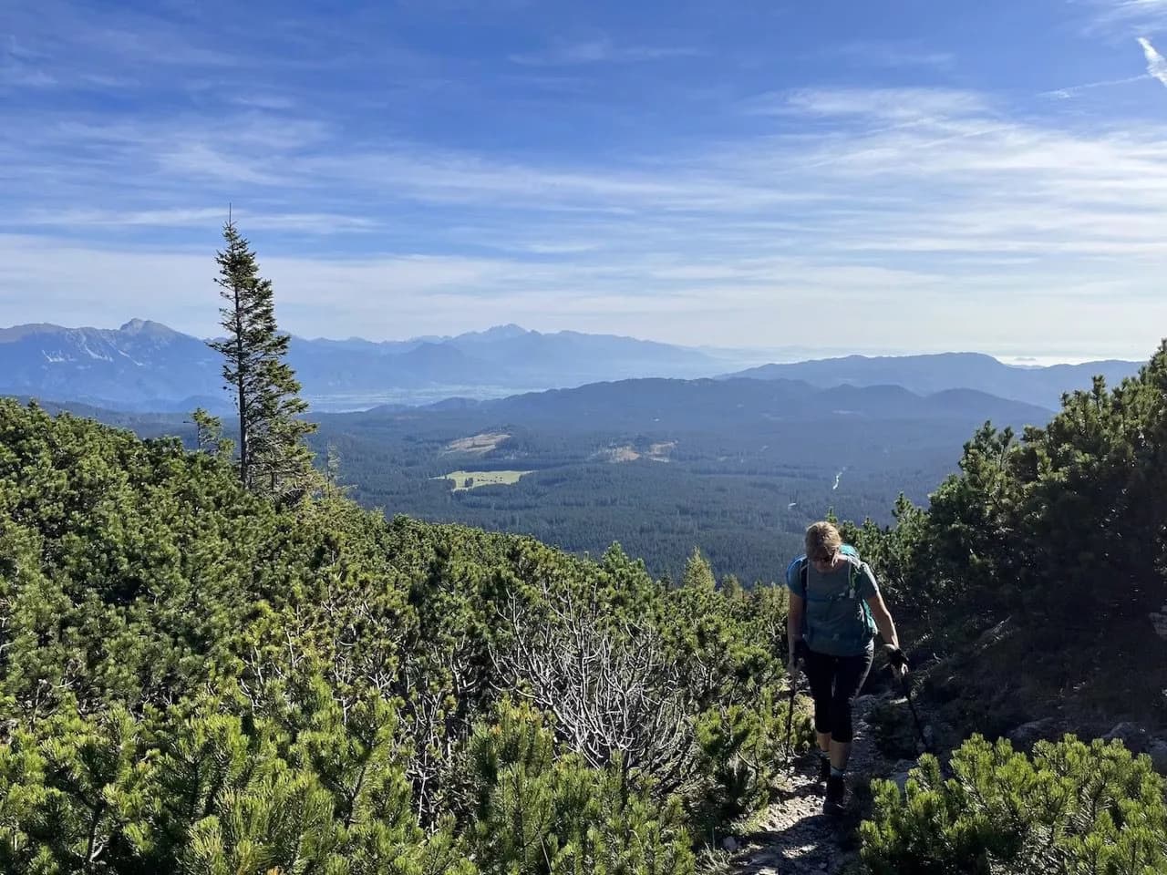 Above the forest line great views open