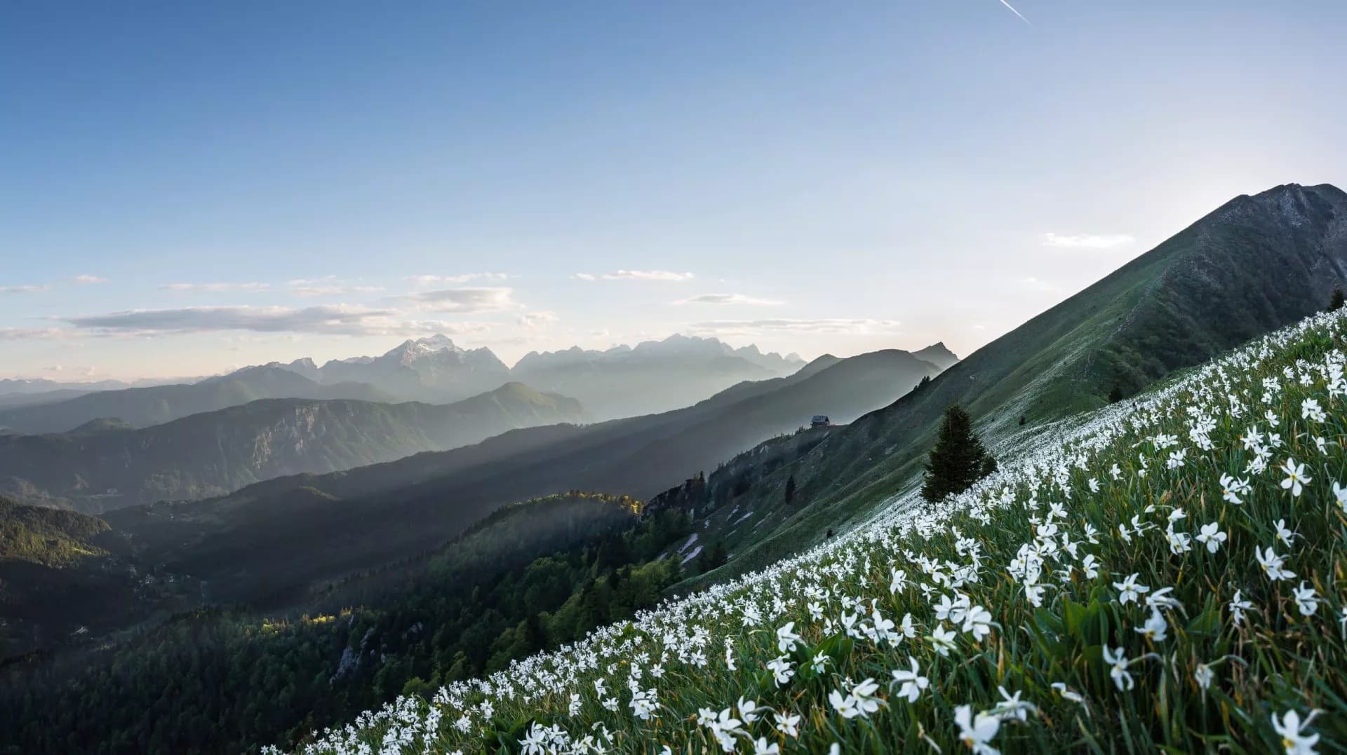 Blooming daffodills at mt Golica Karawanks