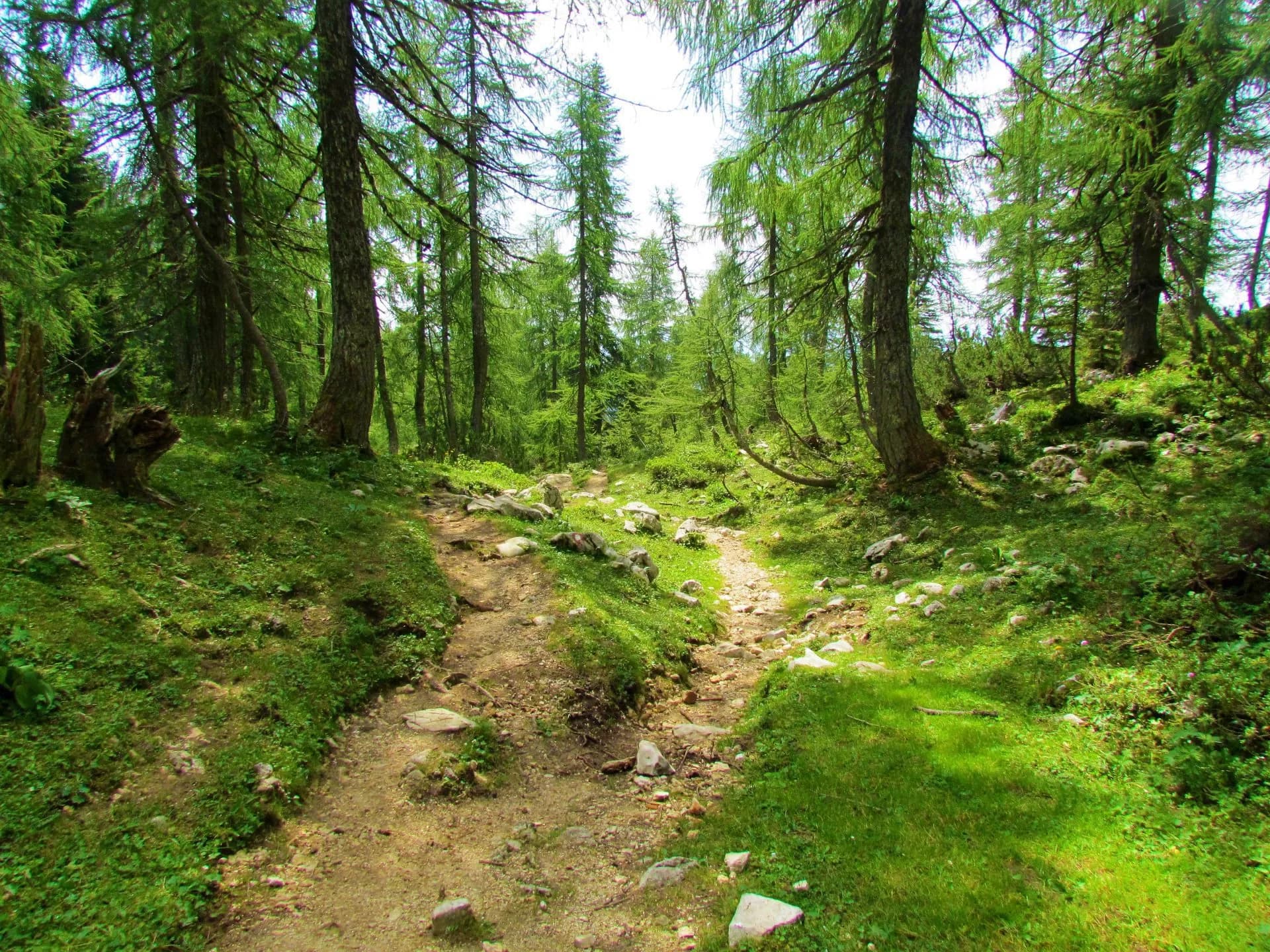 Hiking trail splitting through a lush green forest with tall pine trees and bright sunlight.