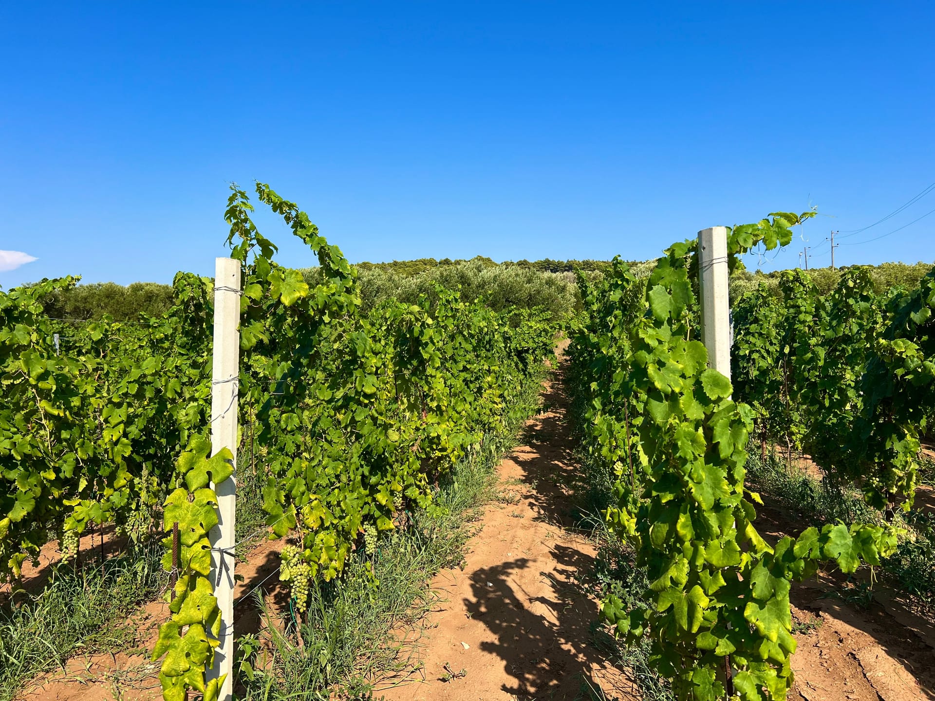 Grapevine rows with green leaves and unripe grapes under a clear blue sky.