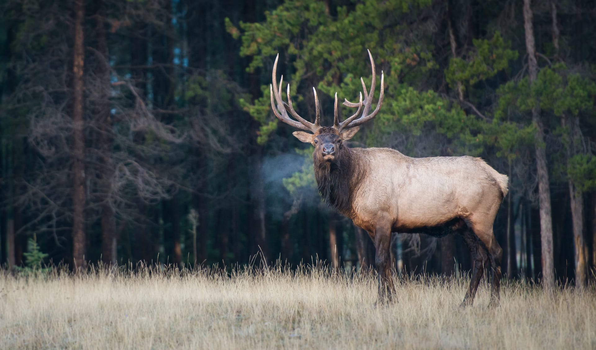Bull elk with large antlers standing in dry grass with a dark forest background in Canada.