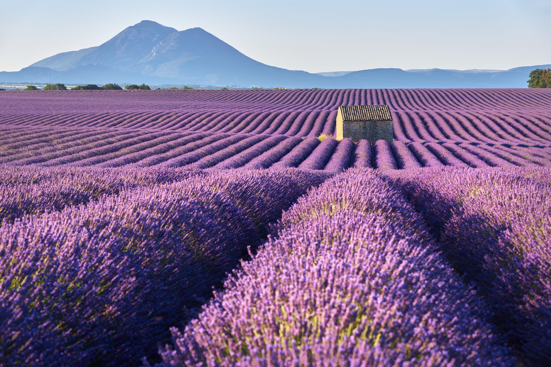 Lavender fields in Provence, France, with a stone hut and mountains in the background.
