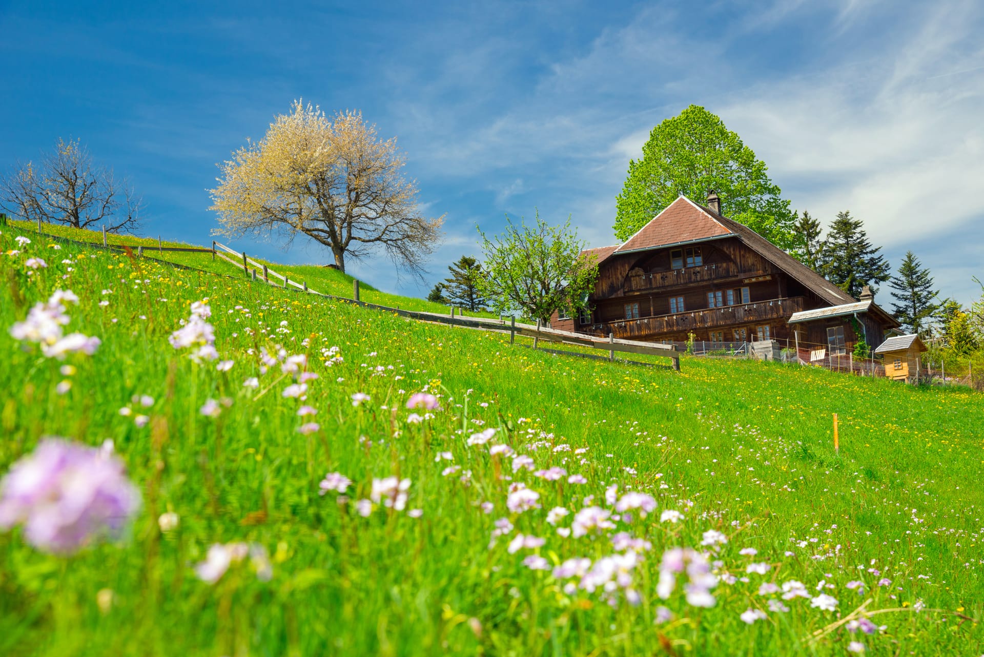 Alpine meadow with wildflowers, wooden farmhouse, and bright blue sky in Switzerland.