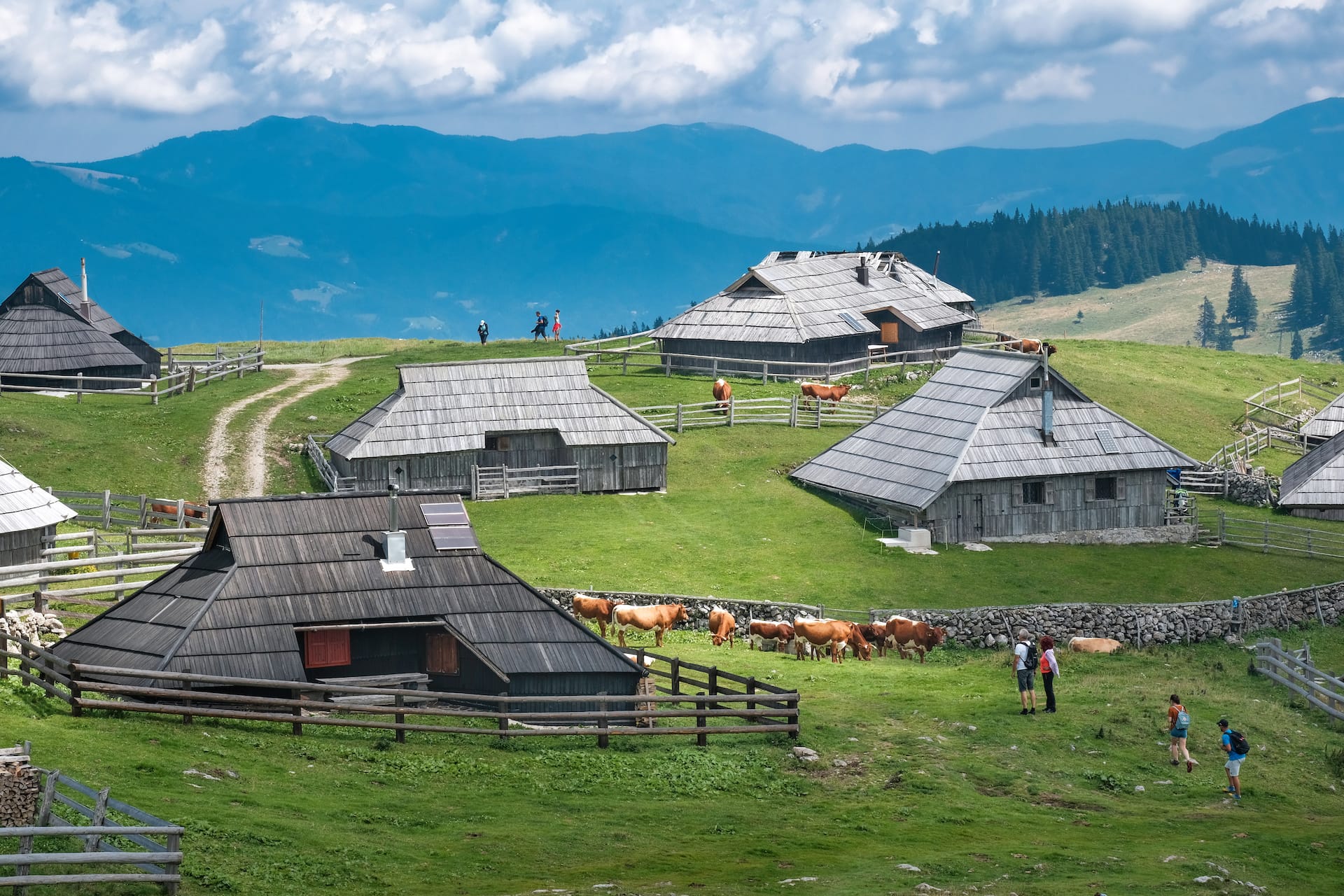Wooden alpine huts on Velika Planina pasture with grazing cows and hikers, mountains in background.