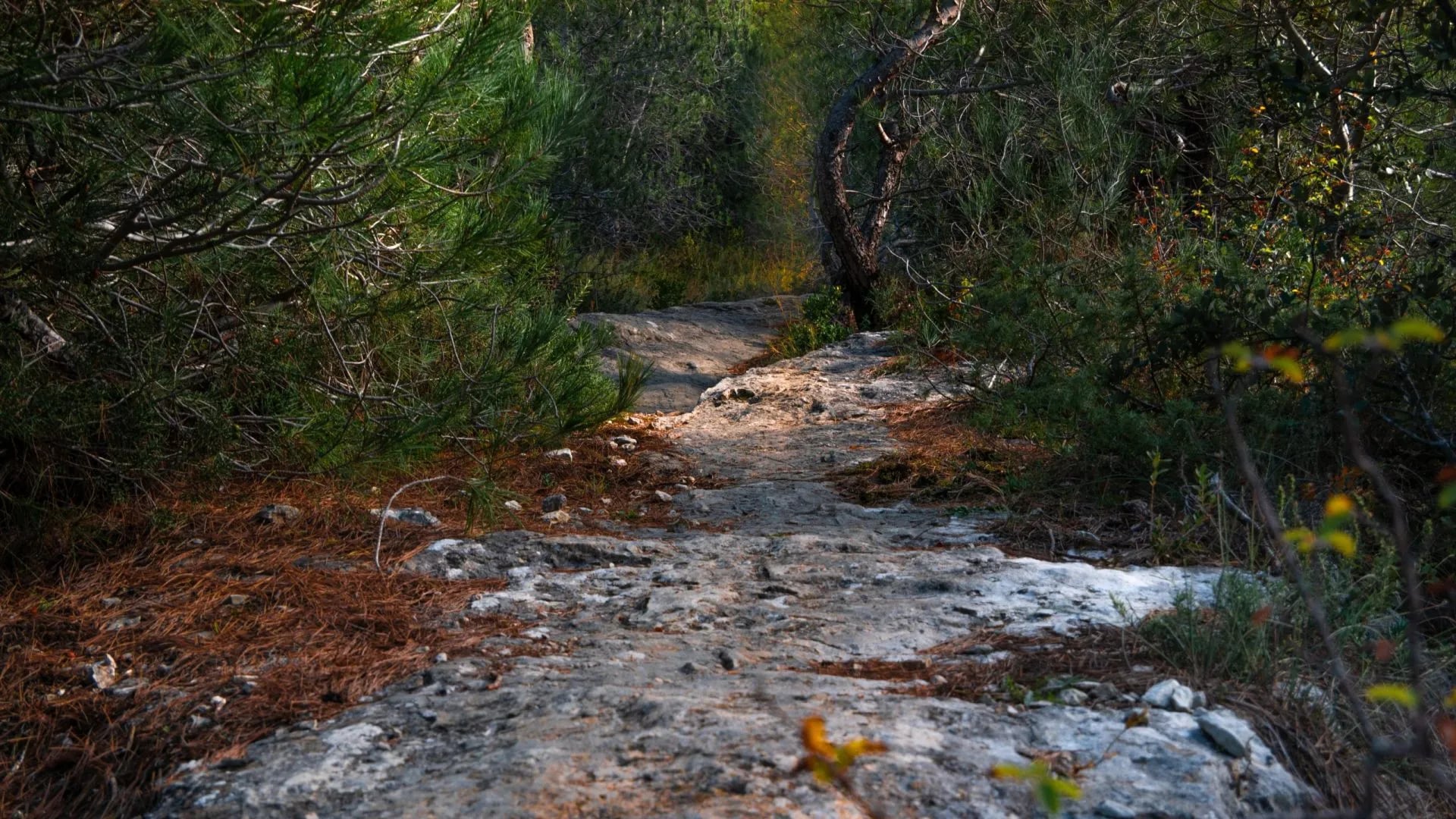 Een stenen pad door het cederbos op de Petit Luberon