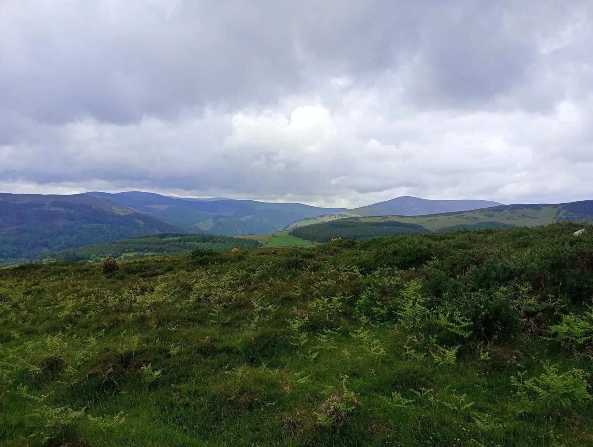 Otevřené vřesoviště pod nízkými mraky na severním Wicklow Way