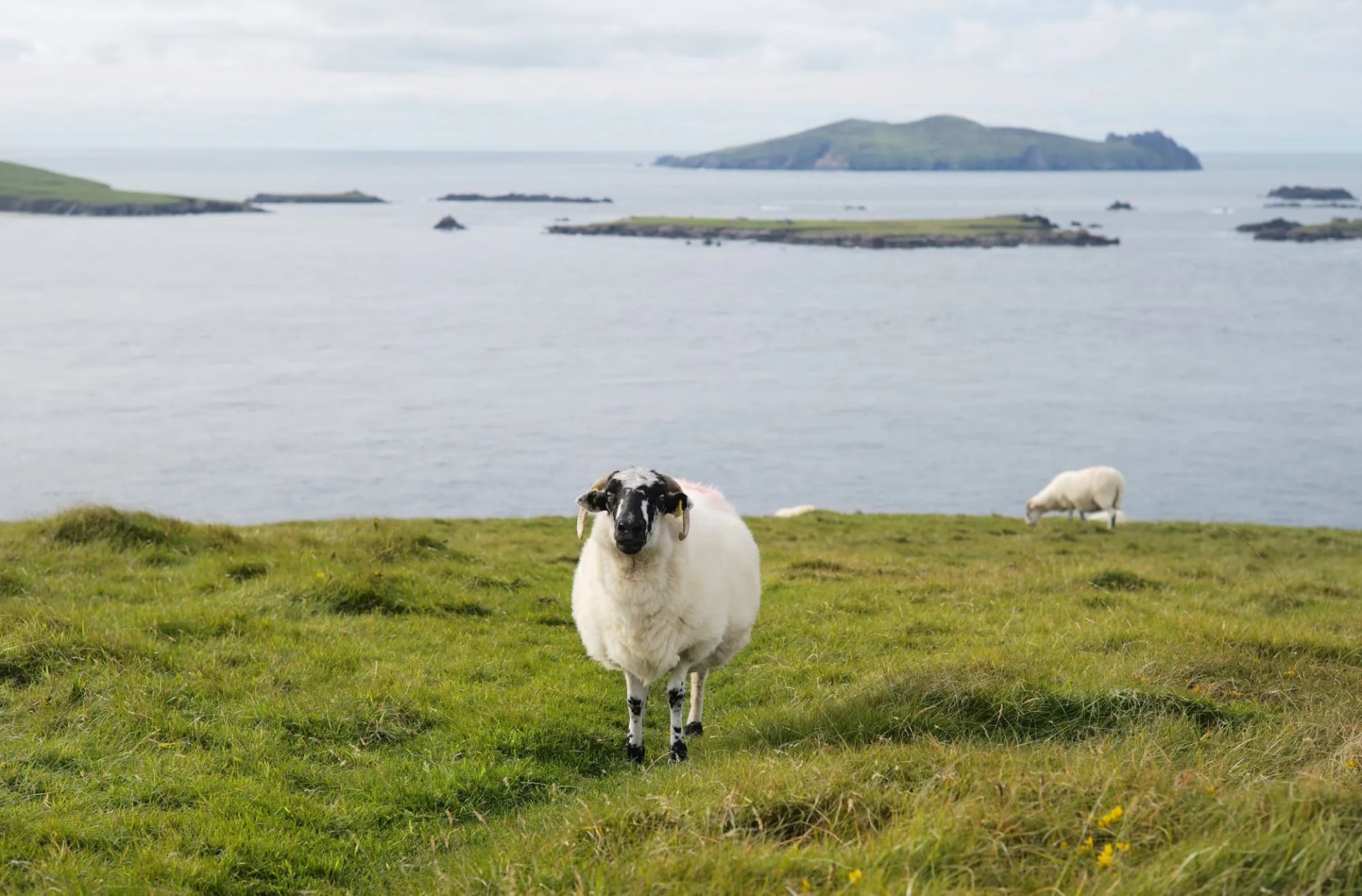 A blackface ram standing on grass above the sea with an island behind