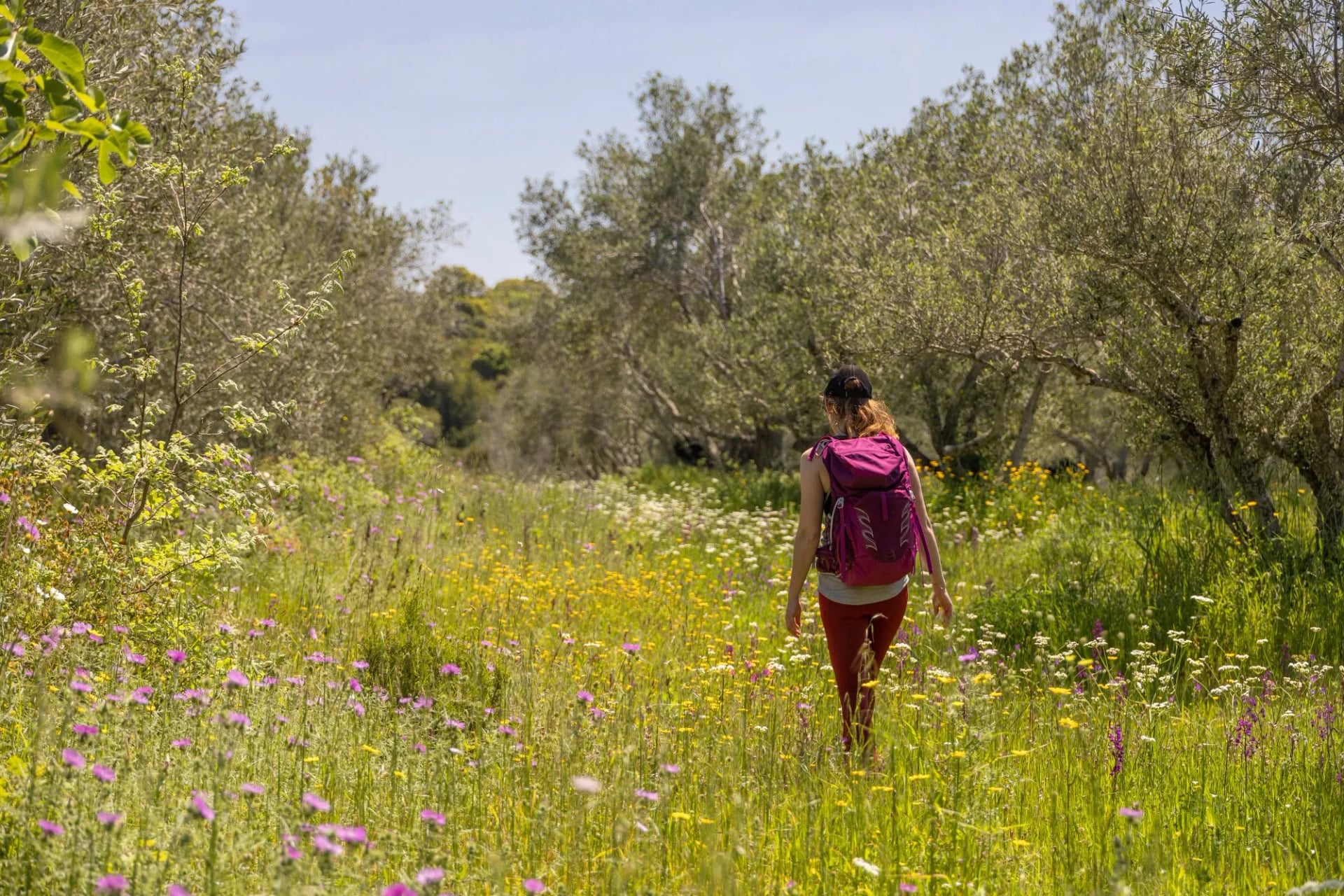 Een wandelaar die een lentegroen tussen olijfbomen oversteekt