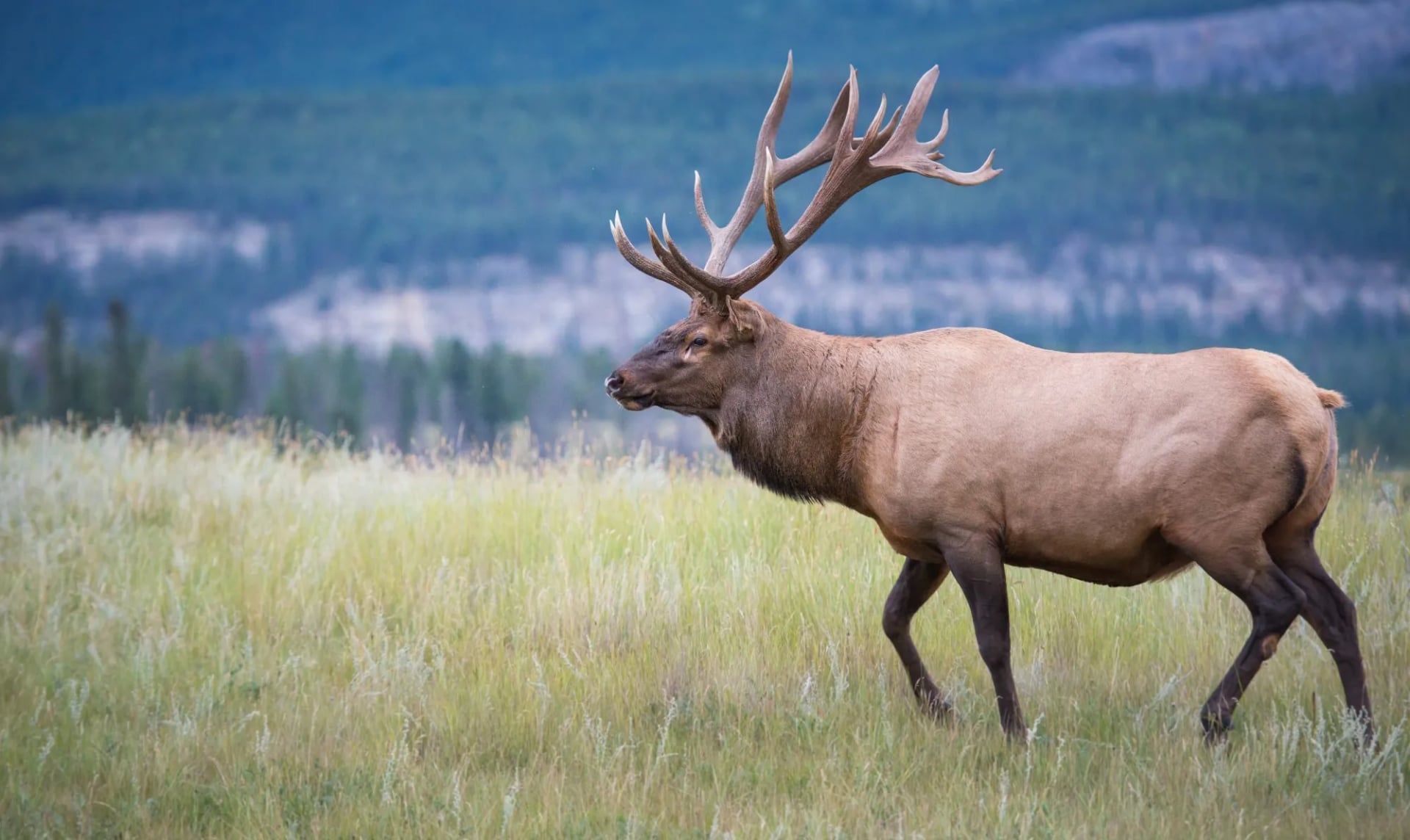 A large bull elk with full antlers walking through long grass