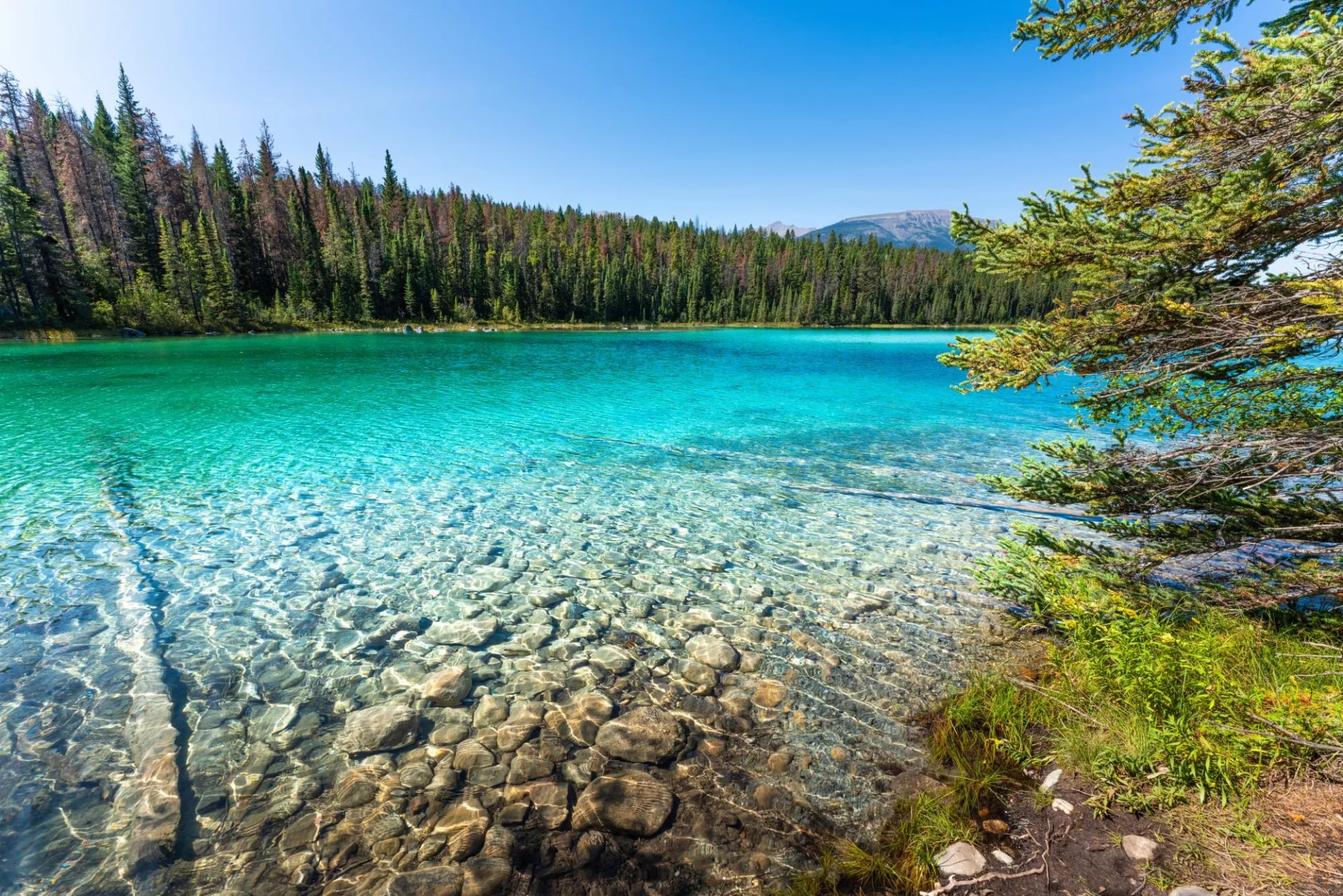 Clear shallow water over pale stones at Second Lake with dense forest around the shore