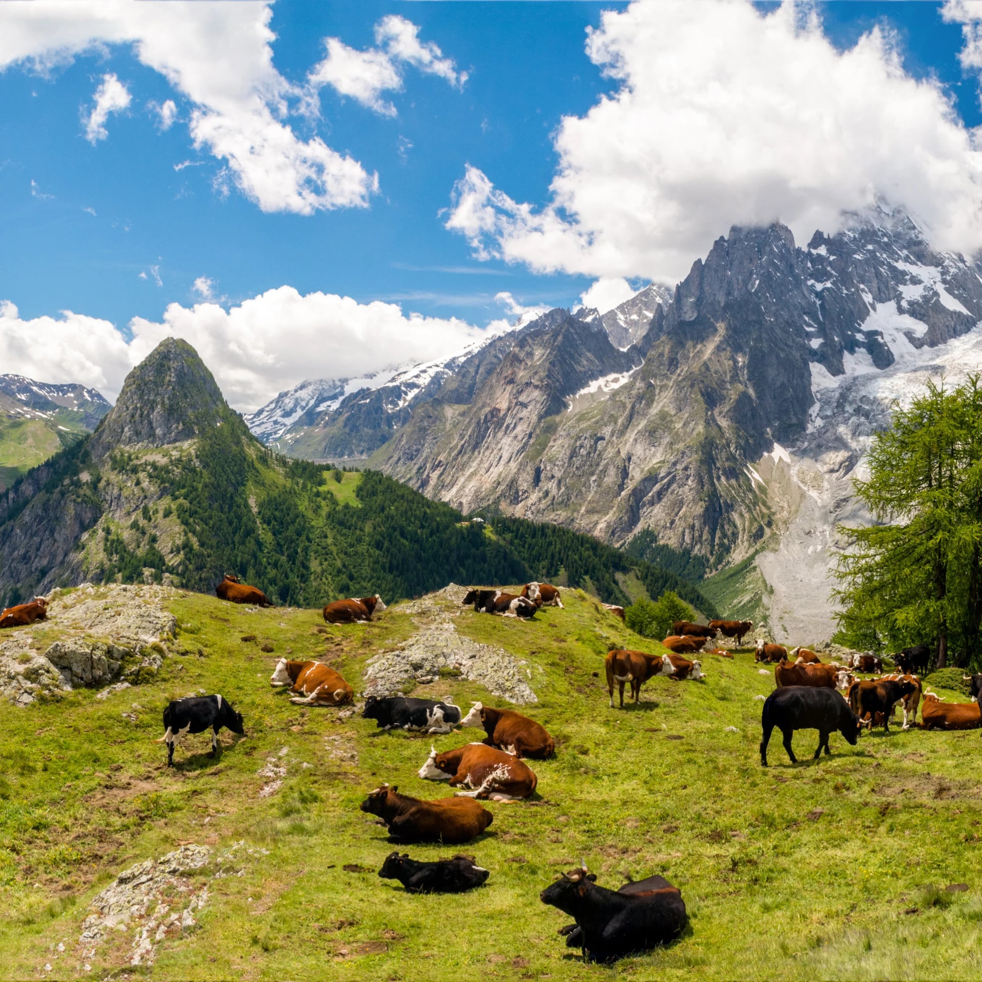 Kravy na Tour du Mont Blanc Trek 2015