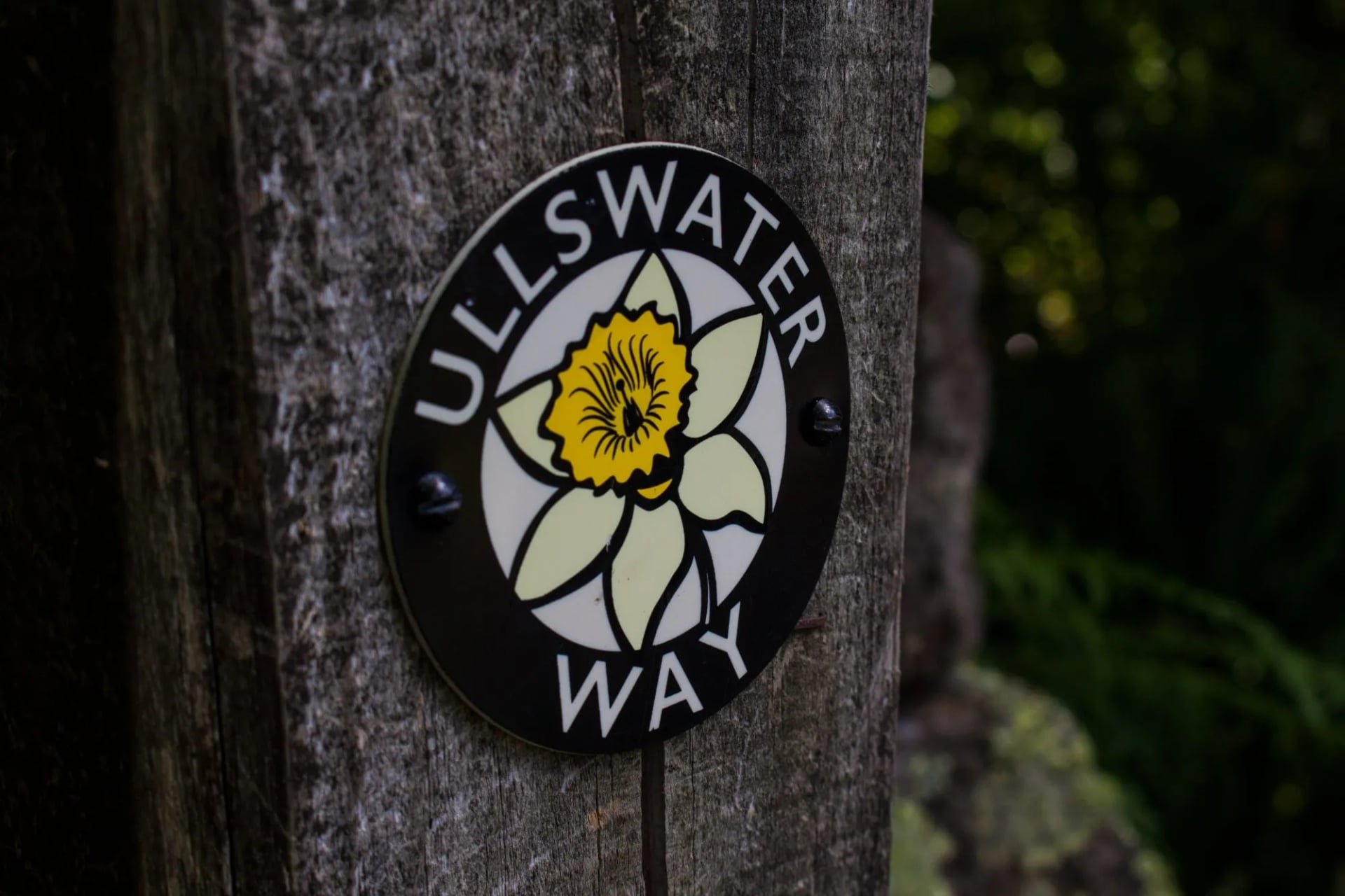 An Ullswater Way waymark disc with a daffodil emblem fixed to a tree