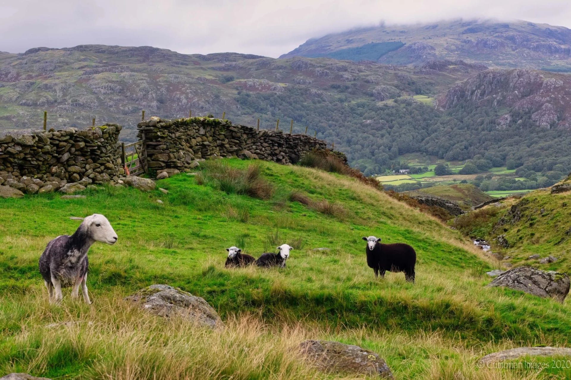 Herdwick sheep resting on rough pasture beside a drystone wall
