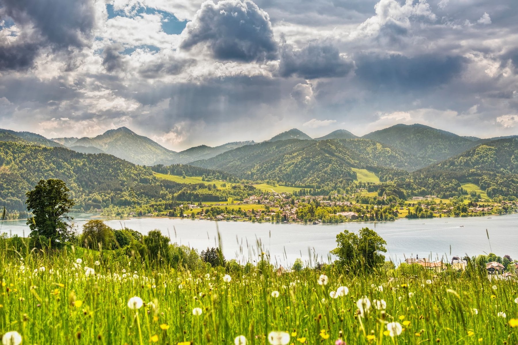 A dandelion meadow above Tegernsee with wooded ridges behind