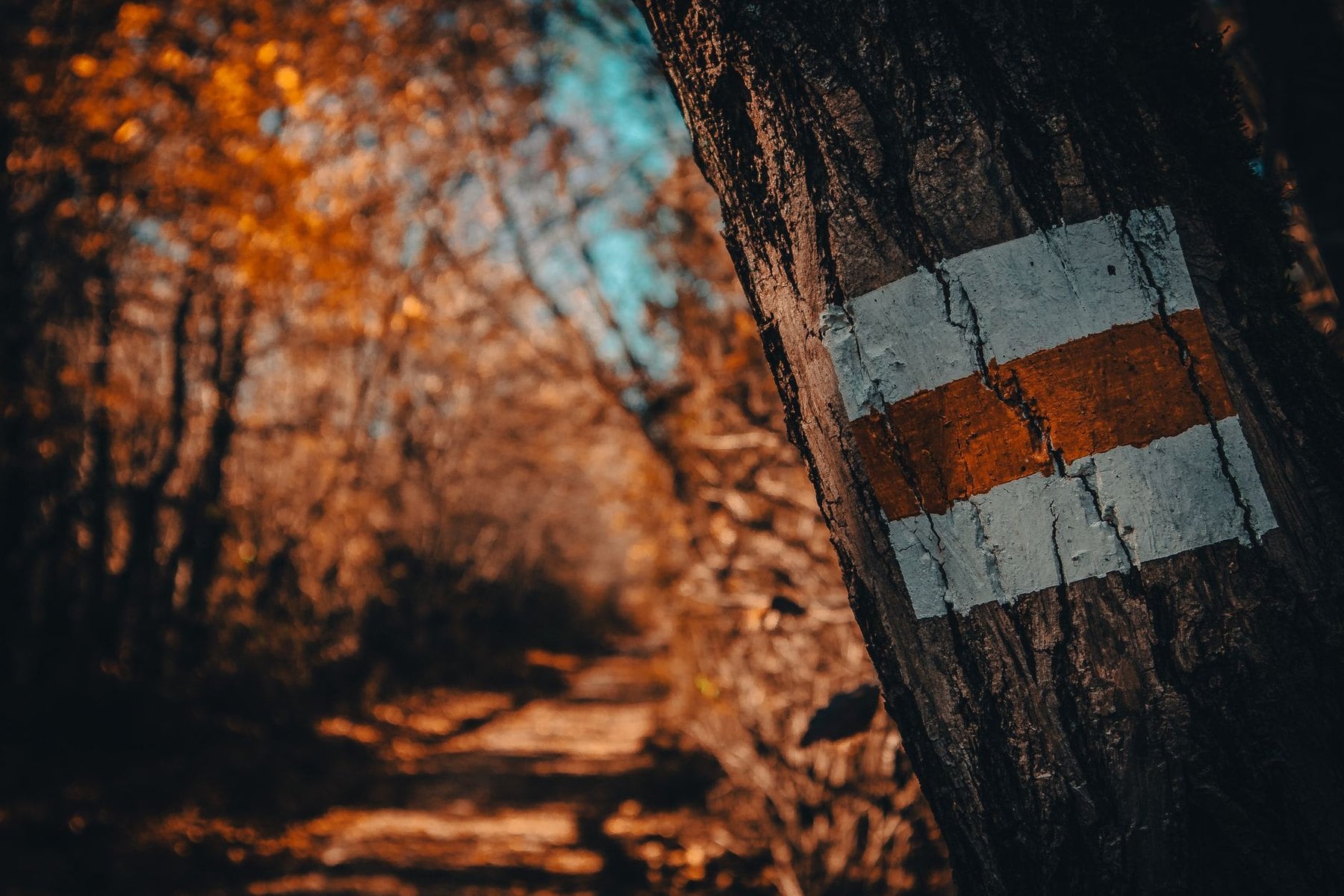 A red and white painted blaze on a tree beside the path