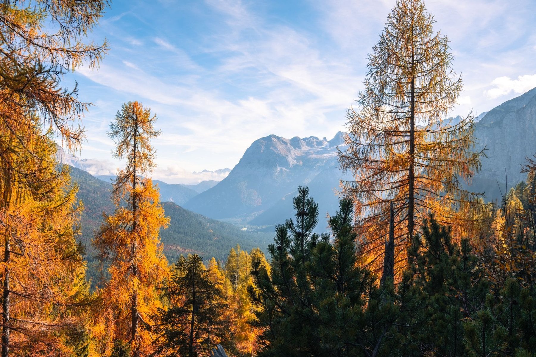 Golden larch and autumn colour below the high Alps