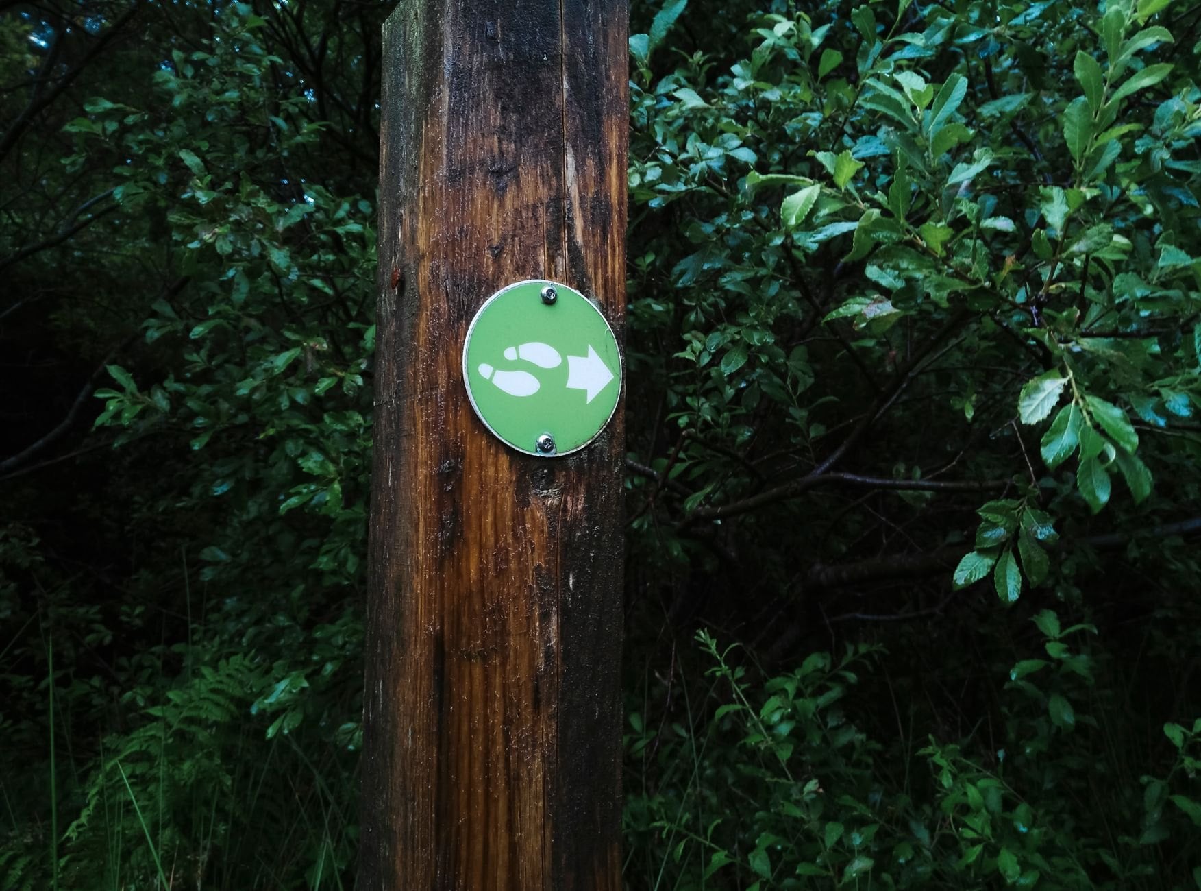 Vihreä timanttimerkki tolpassa metsäreitin vieressä
